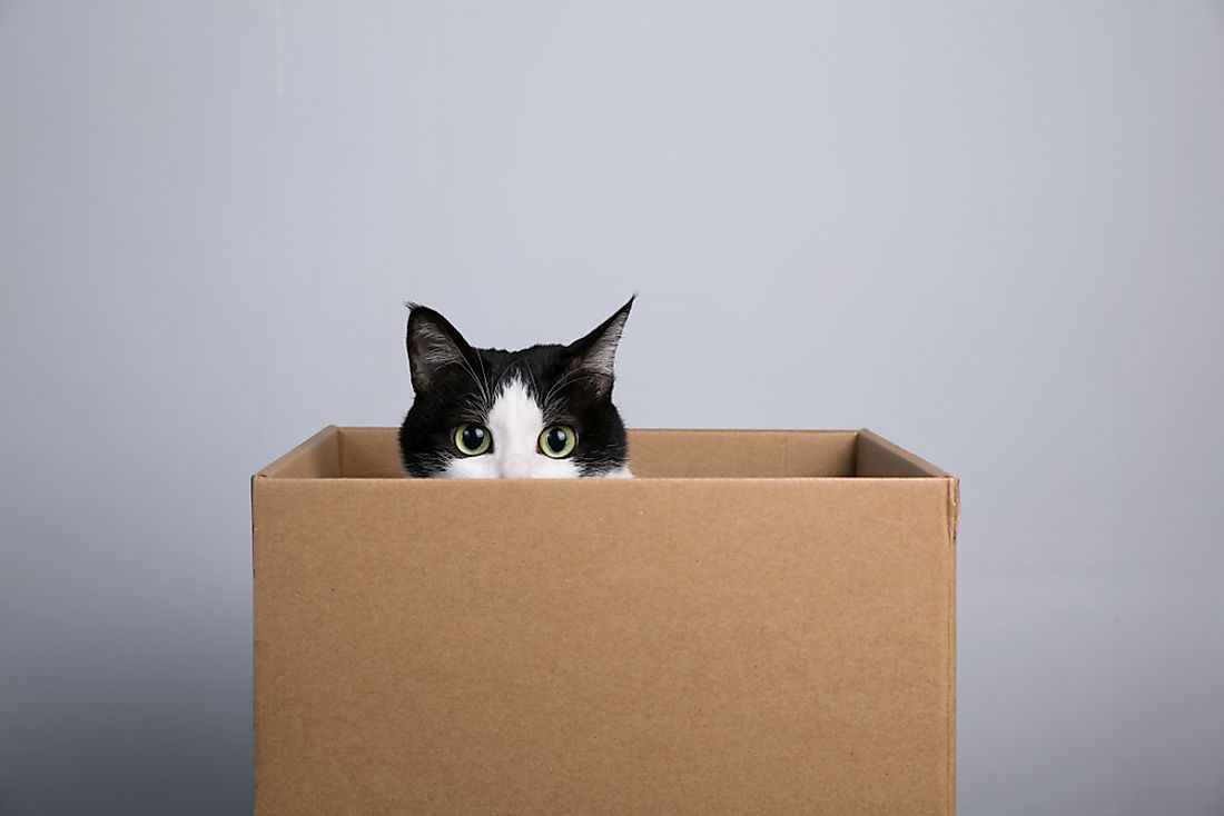 What is the purpose of Schrodinger's cat experiment? Quora