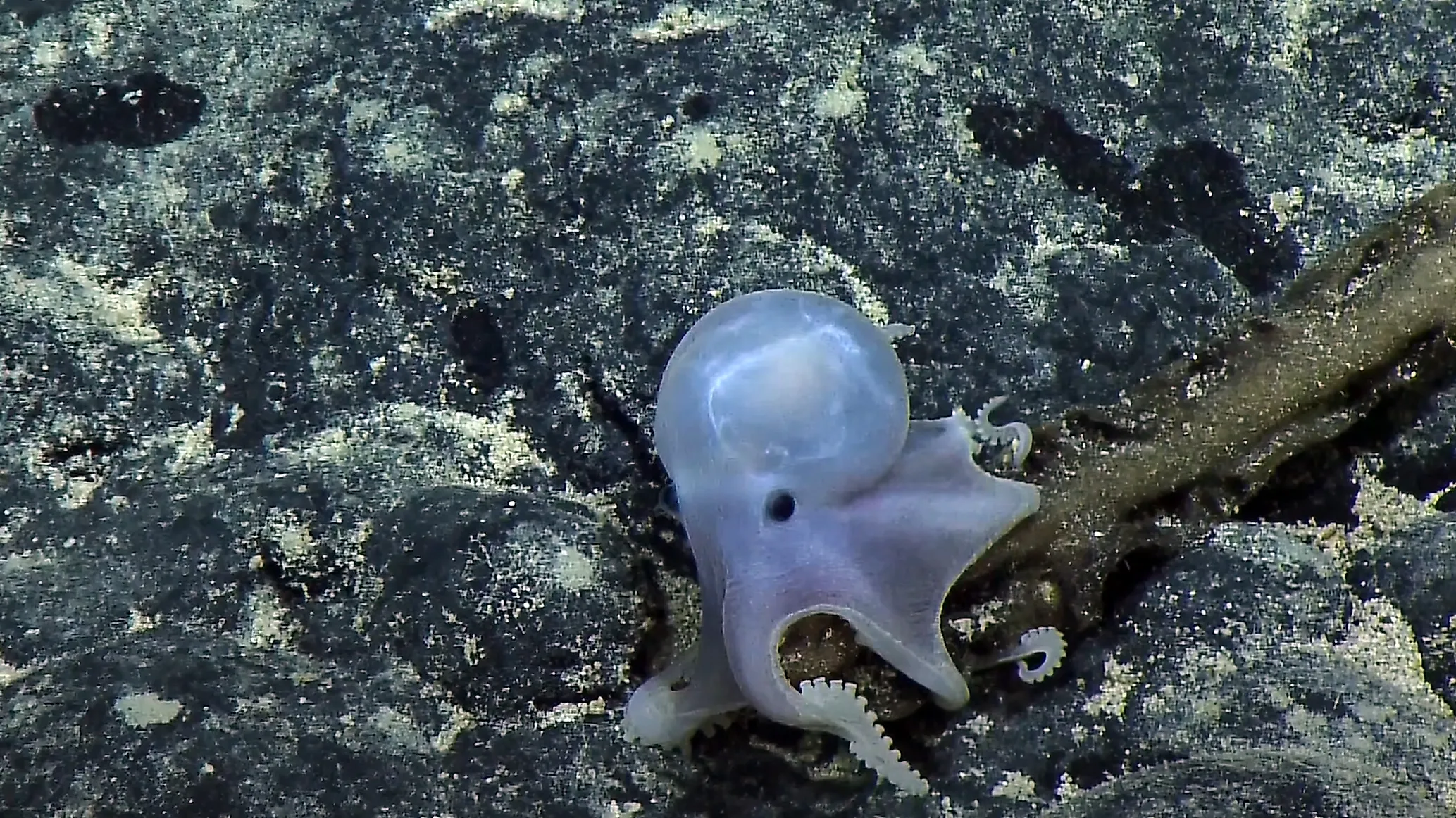 Casper was spotted on the Ala 'Aumoana Kai Uli in Papahanaumokuakea Marine National Monument Expedition at a record 14,000 feet below sea level. Image copyright Ocean Exploration Trust, NOAA