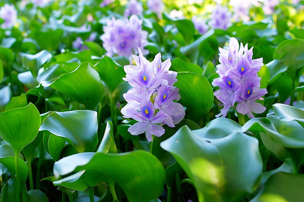 Water hyacinth is a beautiful plant that can be found throughout Africa's Great Lakes.