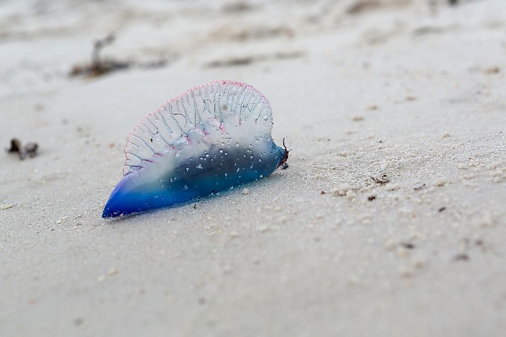 A Portuguese Man o' War in Florida, USA.