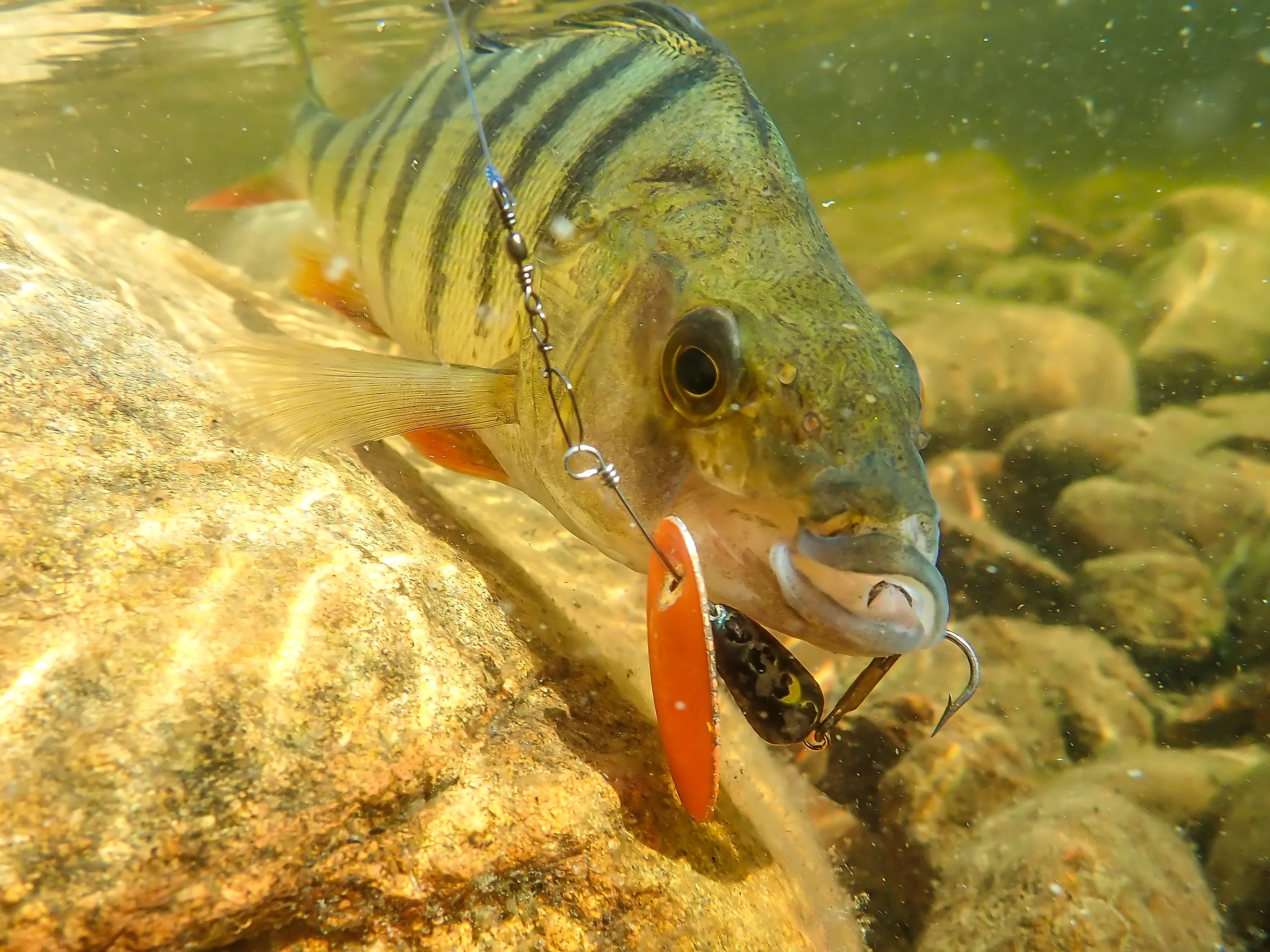 Big Perch swimming under water