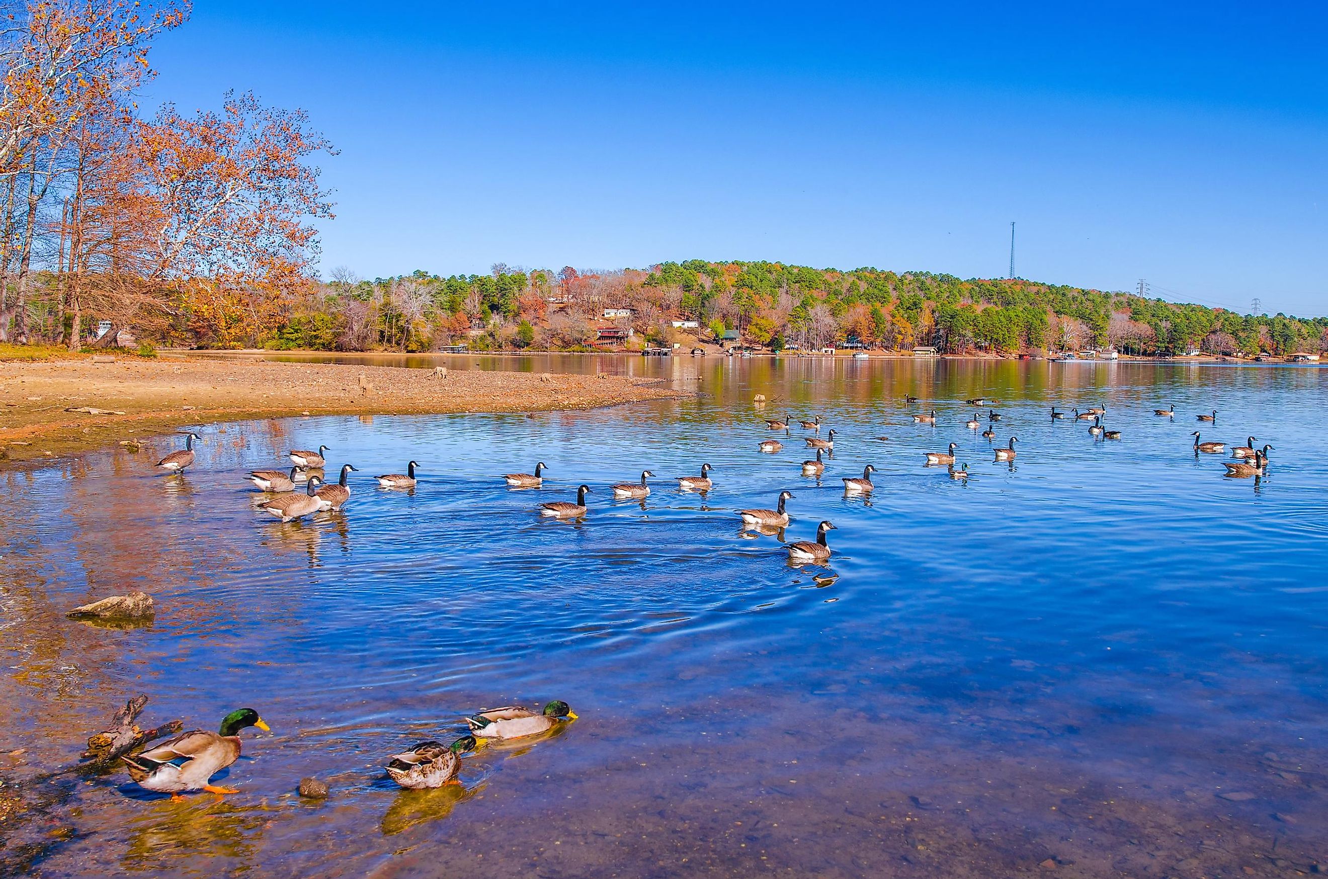 A flock of geese in Lake Catherine, Arkansas.