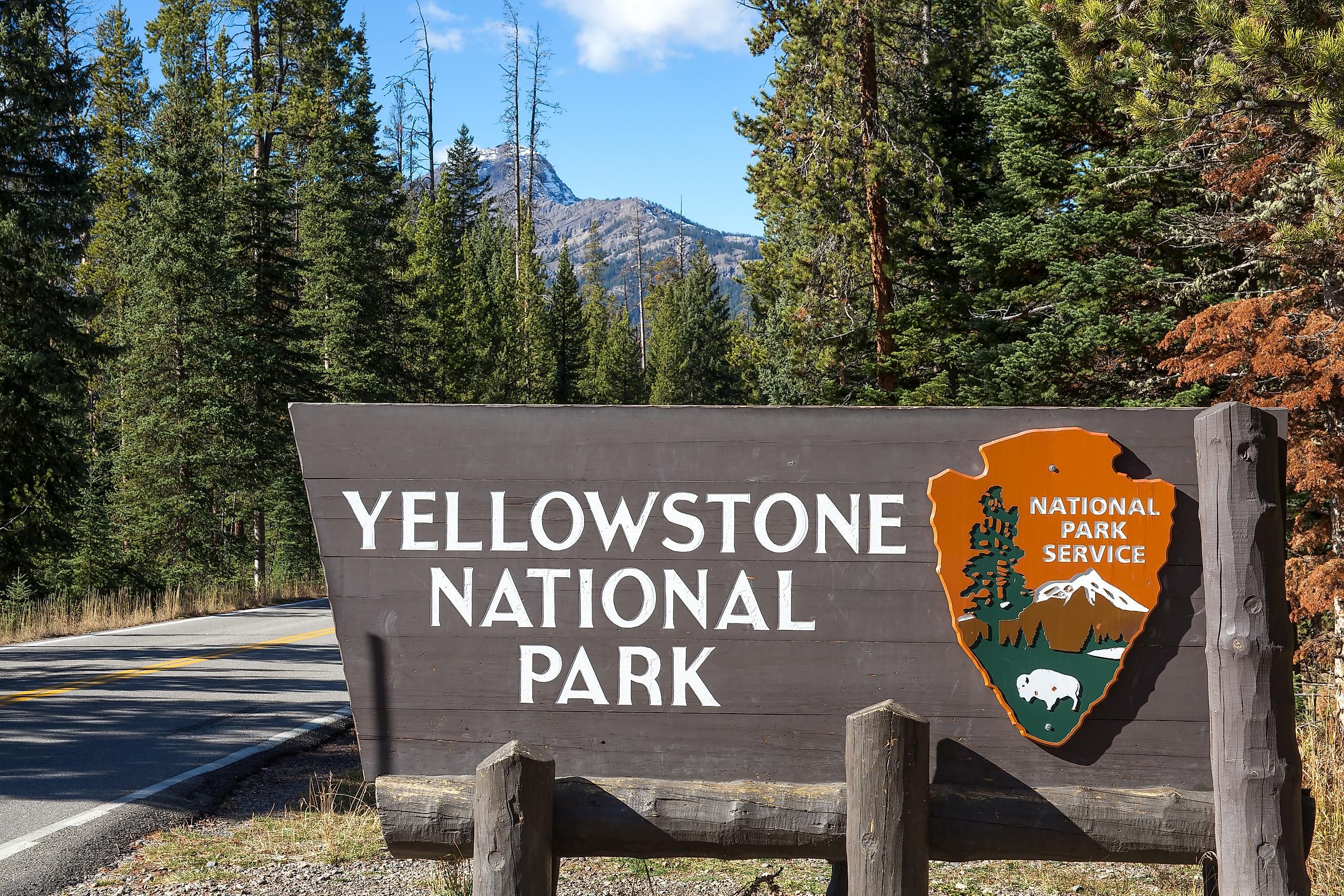 There are many different wild animals who's home is Yellowstone, it's important to stay alert and aware of your surroundings.