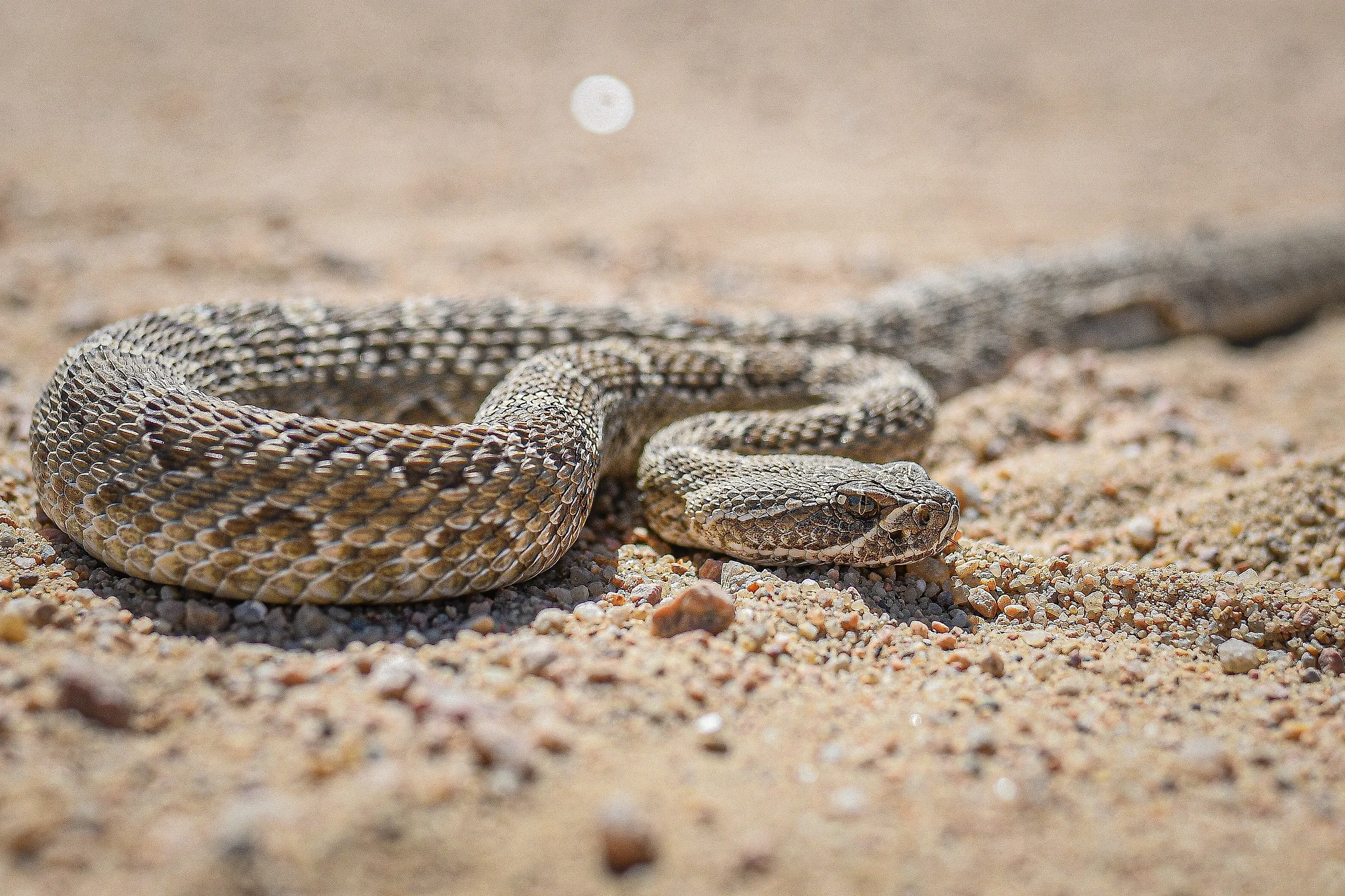 Prairie rattlesnake