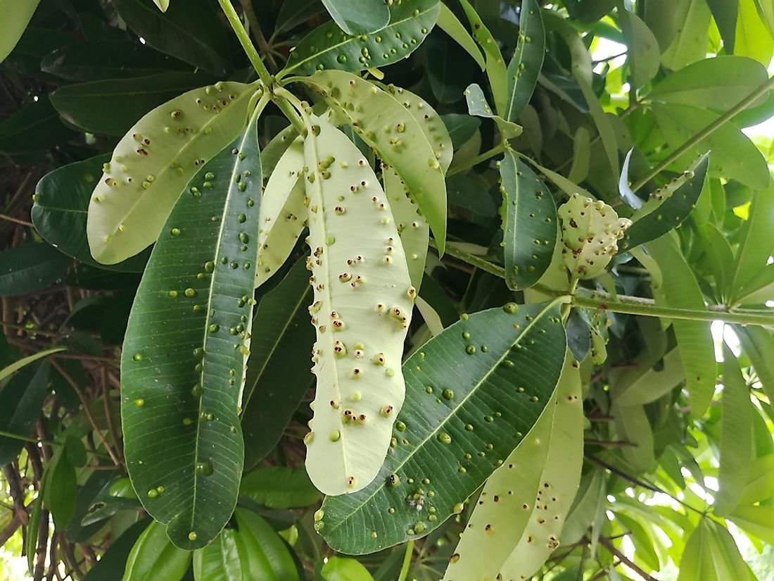 Gall growths on Devil tree leaves caused by the reproductive cycle of the gall midge.