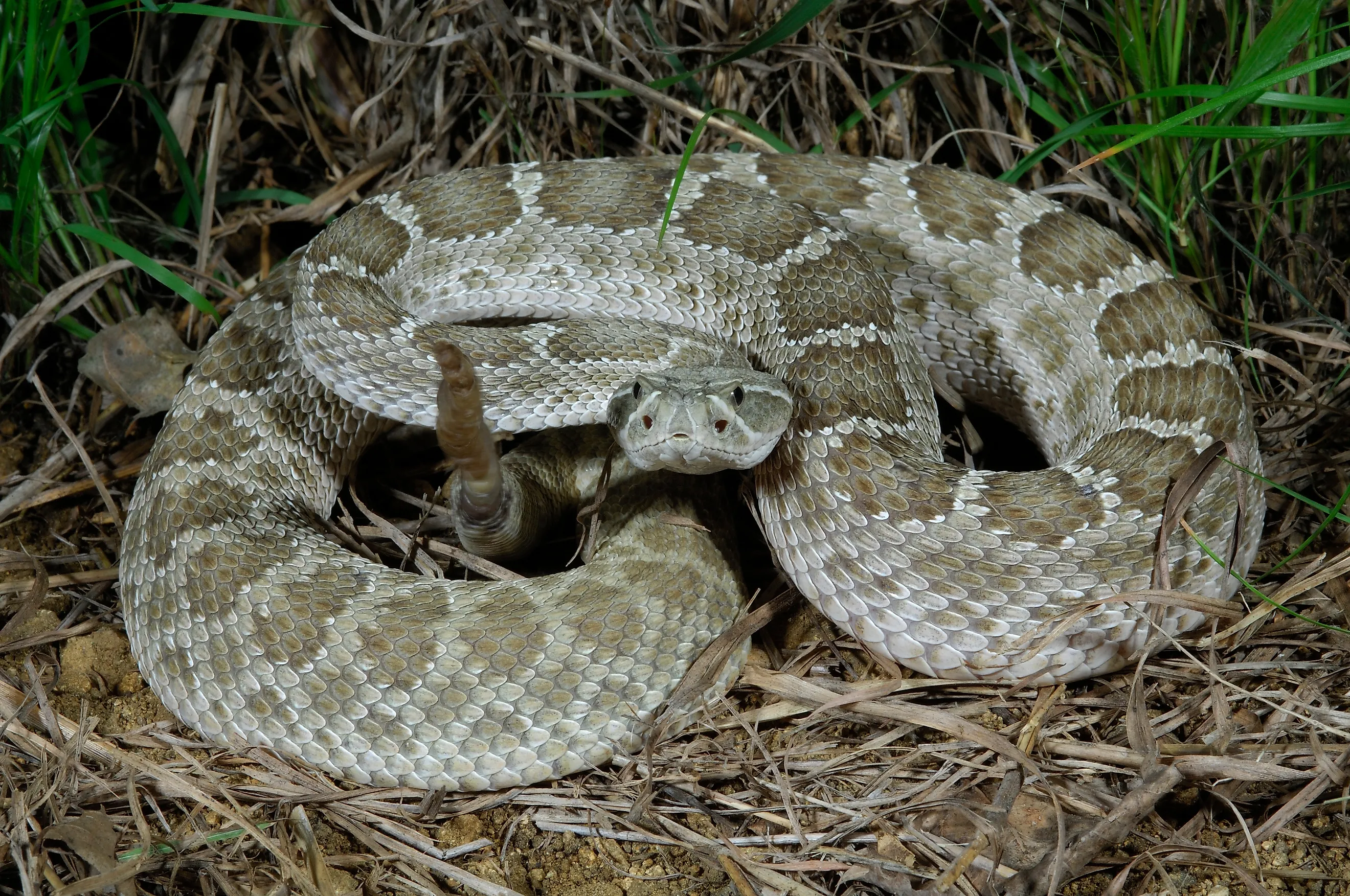 Prairie rattlesnake (Crotalus viridis viridis) in South Dakota.