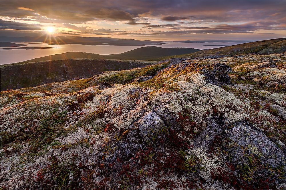 Moss and lichen grow in the tundra.