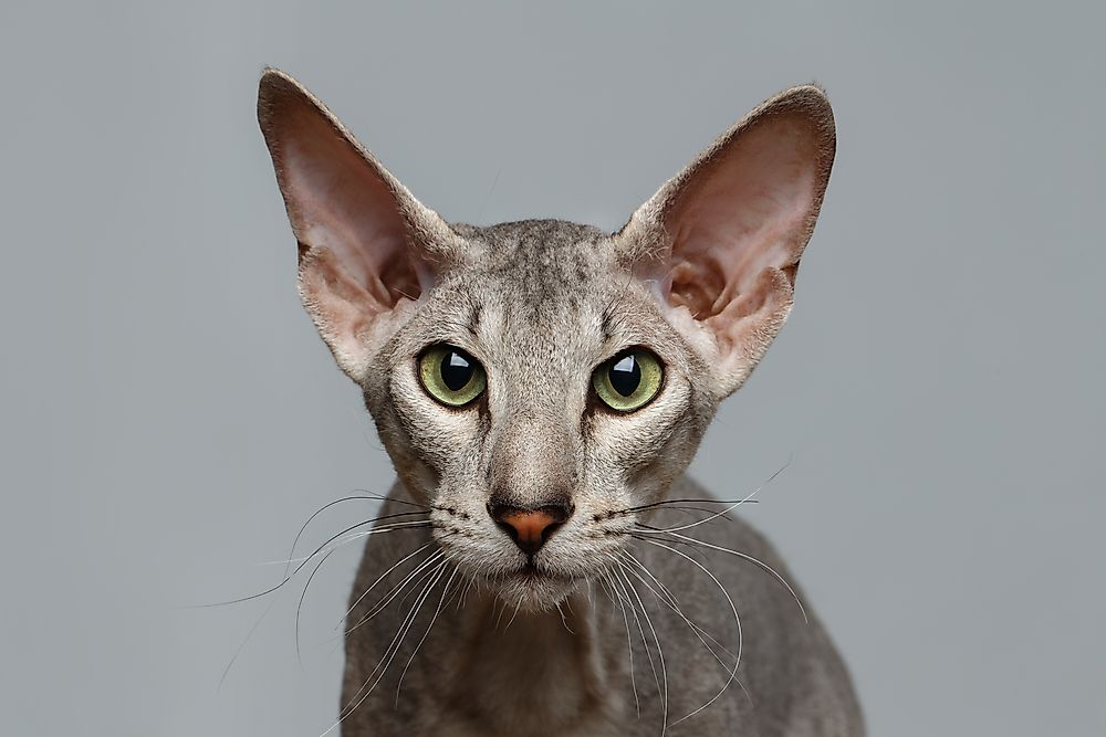 A Peterbald cat.
