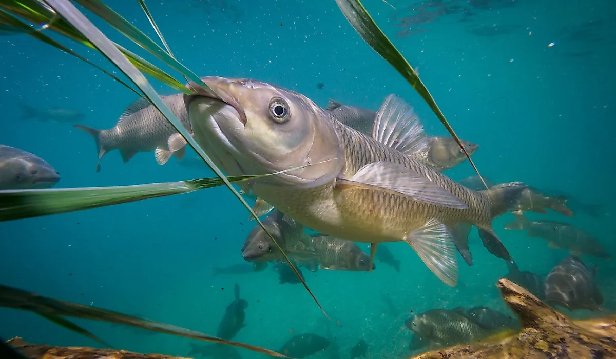 Underwater photo of Grass carp.