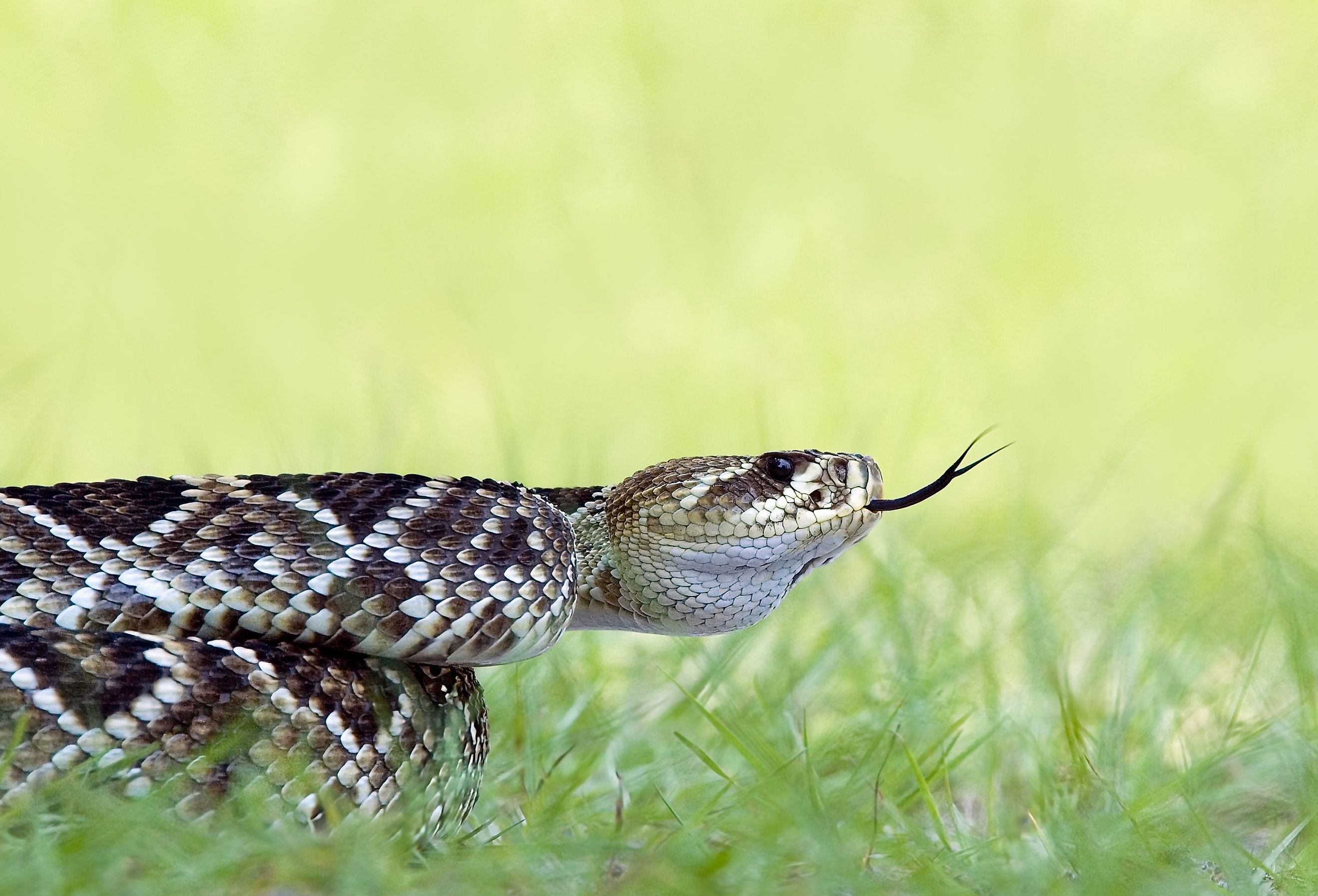  Endemic to southeastern US, the diamondback is a large, venomous snake.