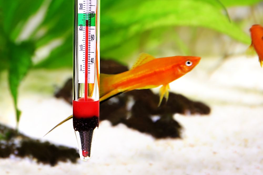 Thermometer in aquarium to measure the temperature of the water.
