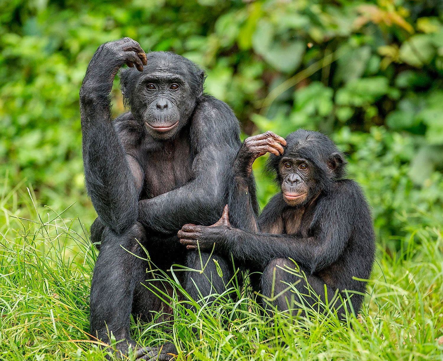 Female bonobo with a baby is sitting on the grass. Democratic Republic of the Congo, Africa. Image credit: GUDKOV ANDREY/Shutterstock.com