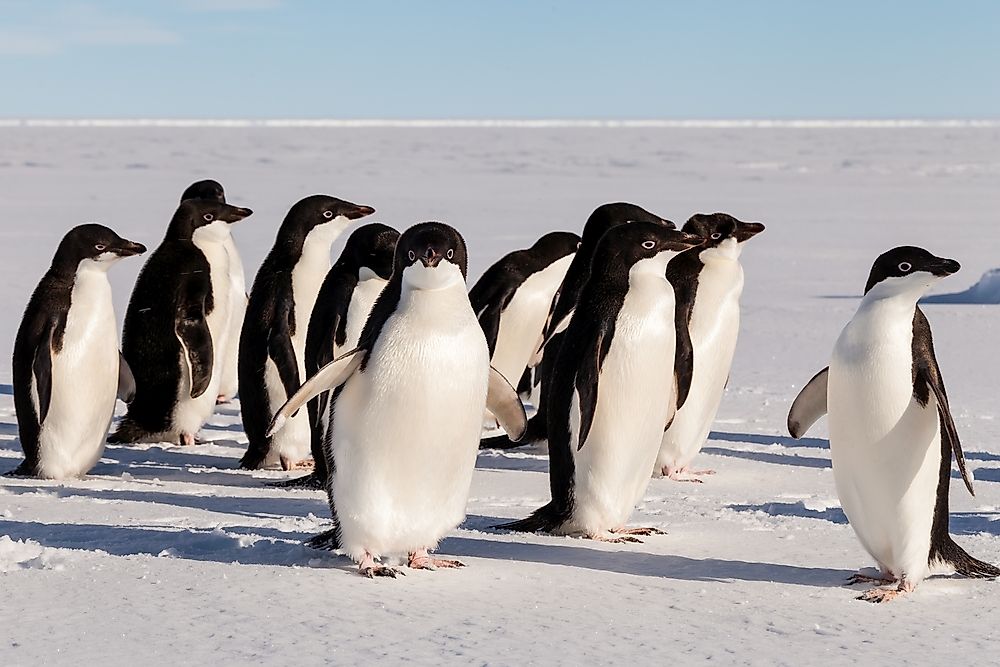 How Many Types of Penguins are There? WorldAtlas