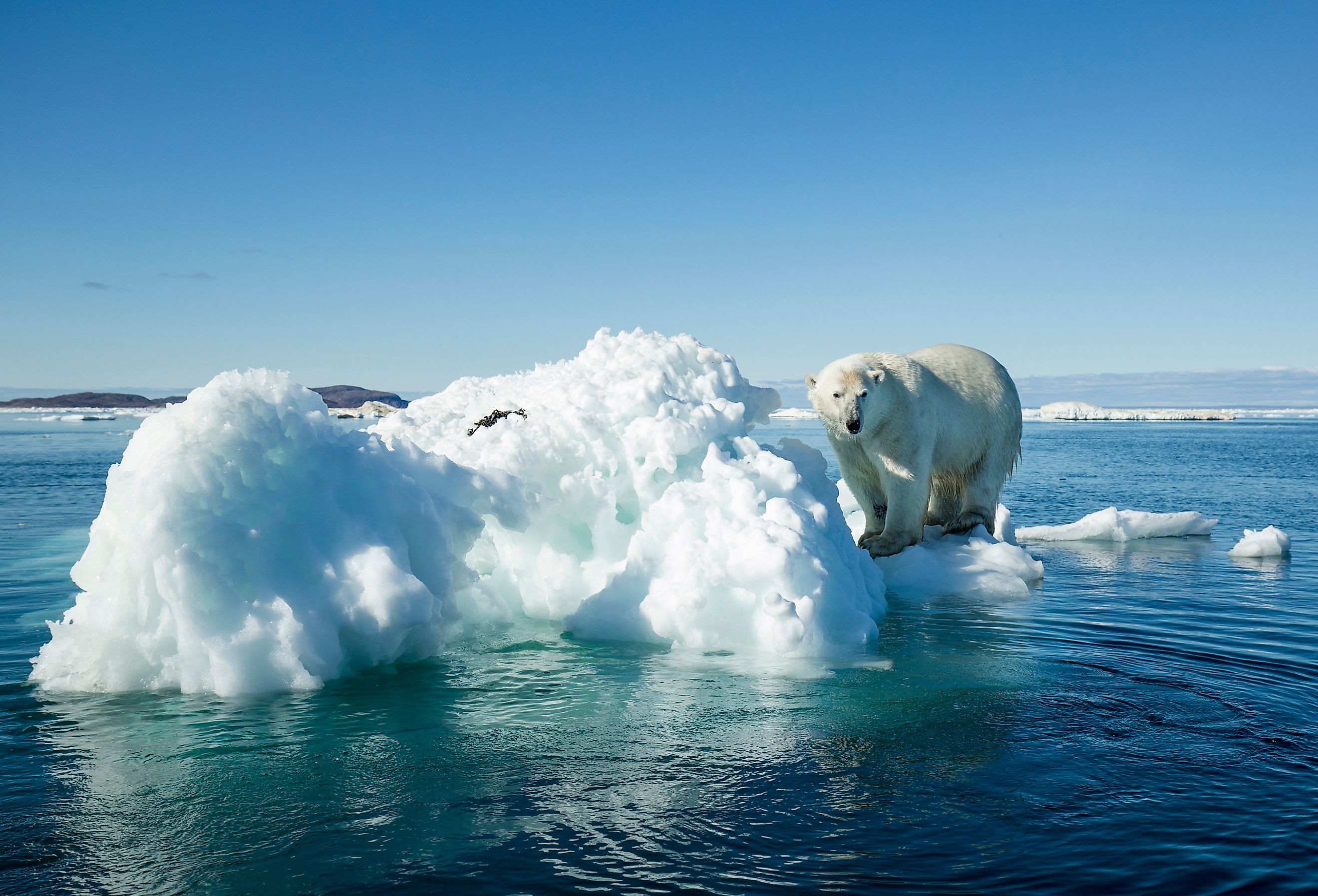 Polar Bear climbing onto melting iceberg floating in Frozen Strait near Arctic Circle along Hudson Bay. Image credit Paul Souders/Danita Delimont via AdobeStock.