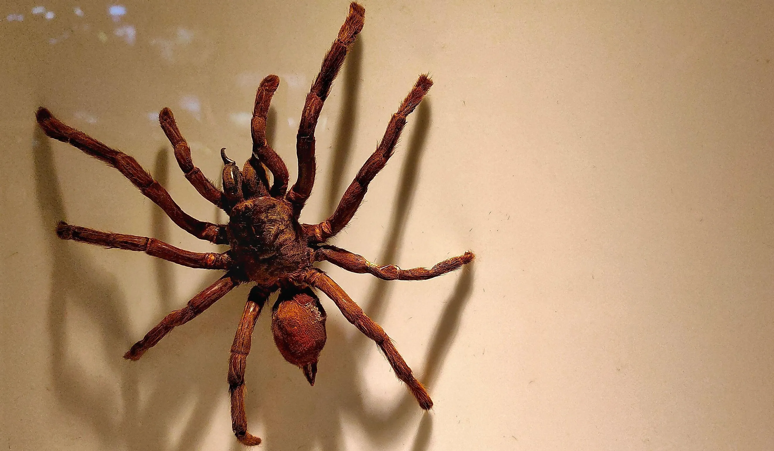 The Goliath birdeater belongs to the tarantula family Theraphosidae.