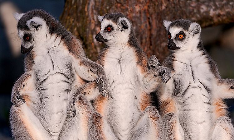Over 90% of the species in Madagascar, an island off the coast of West Africa in the Indian Ocean, are endemic.
