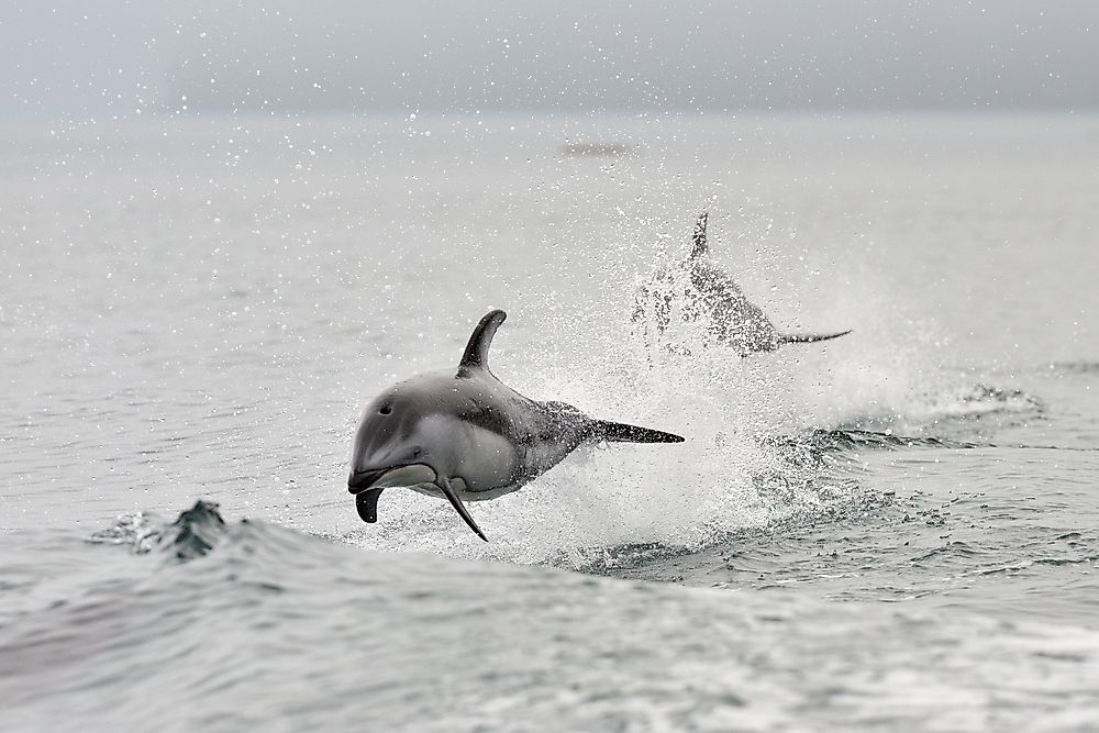 Pacific white sided dolphin showing their playful side in the Pacific Ocean near Canada.