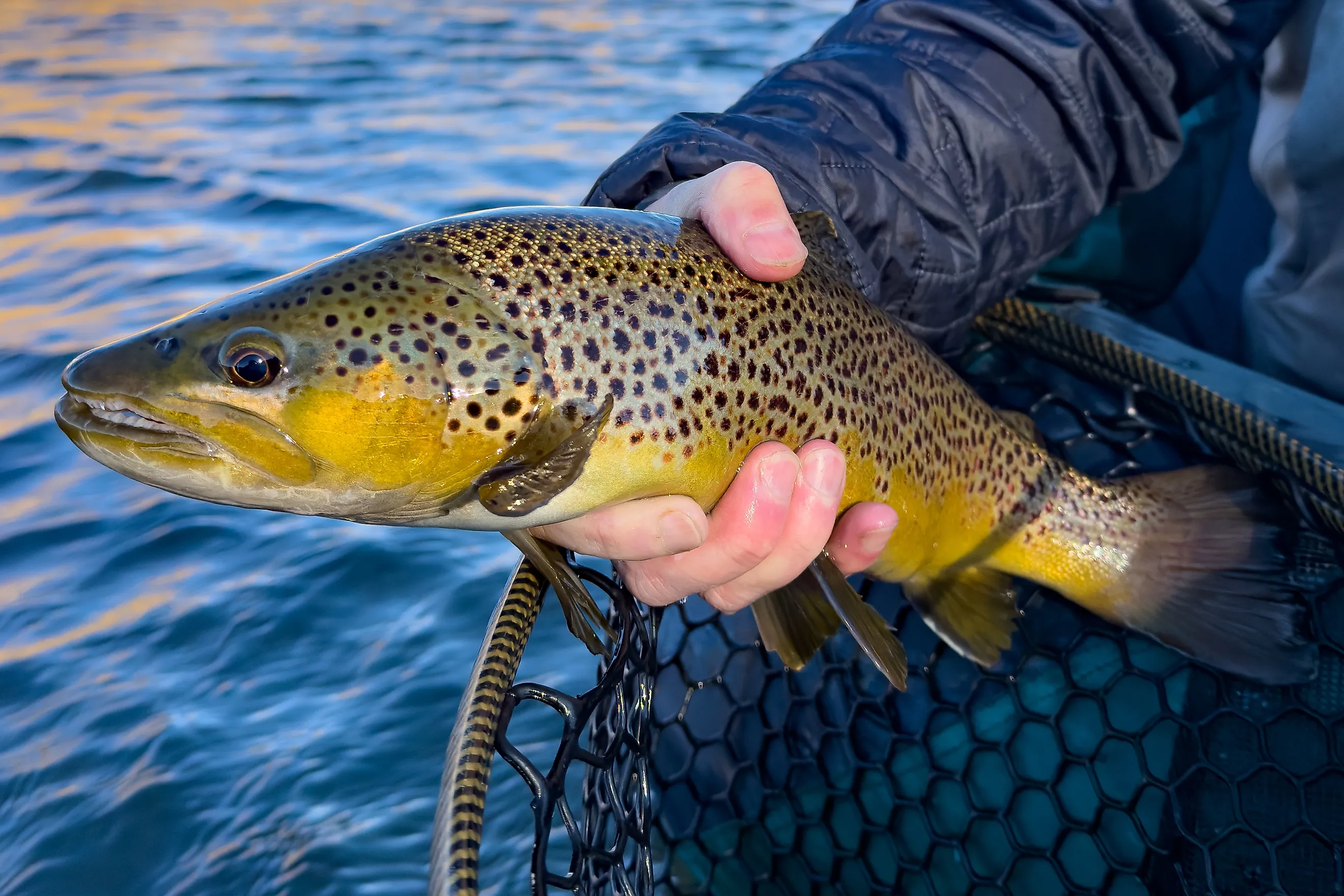 A fisherman holding a brown trout.
