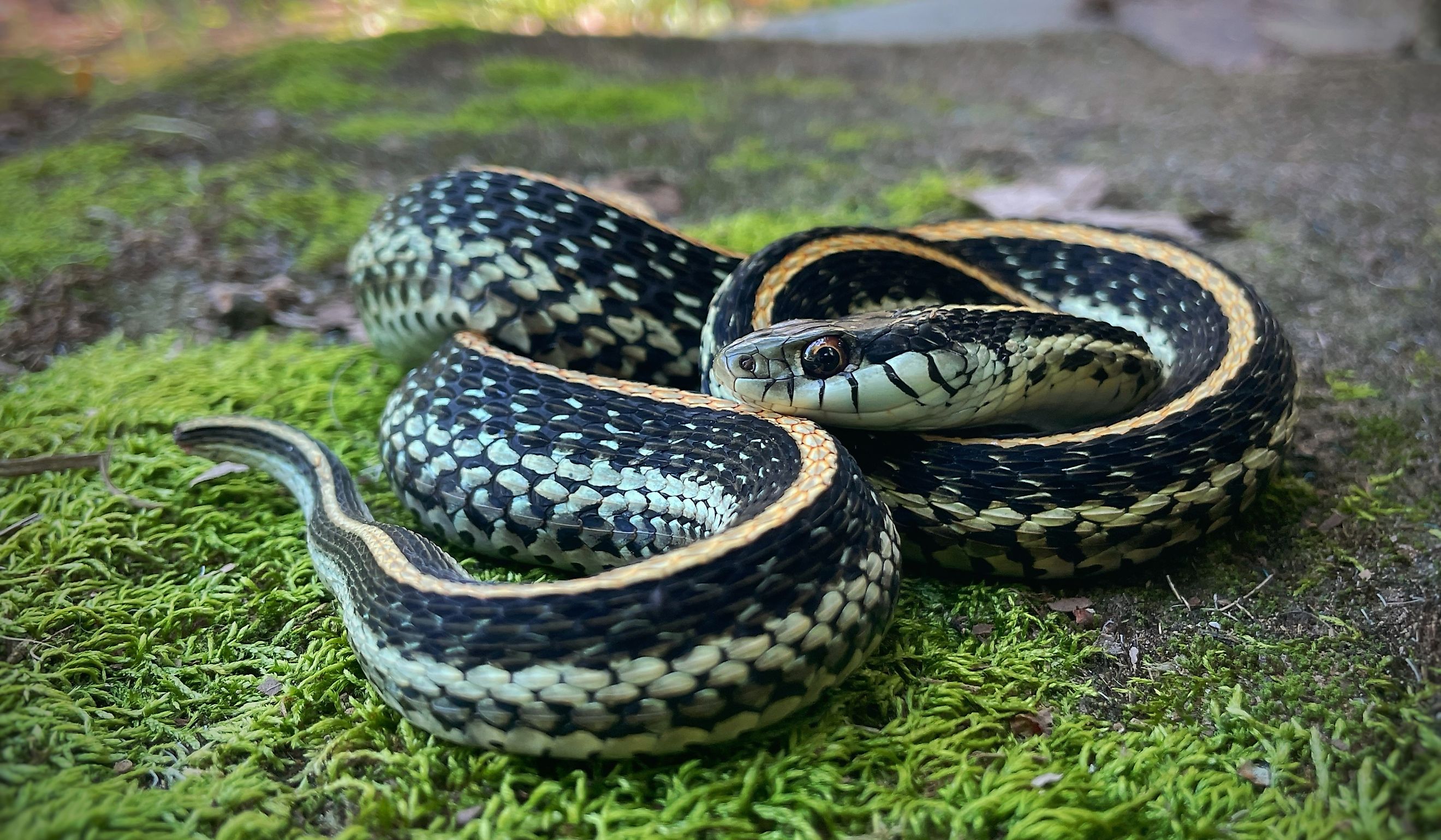 Common garter snake.