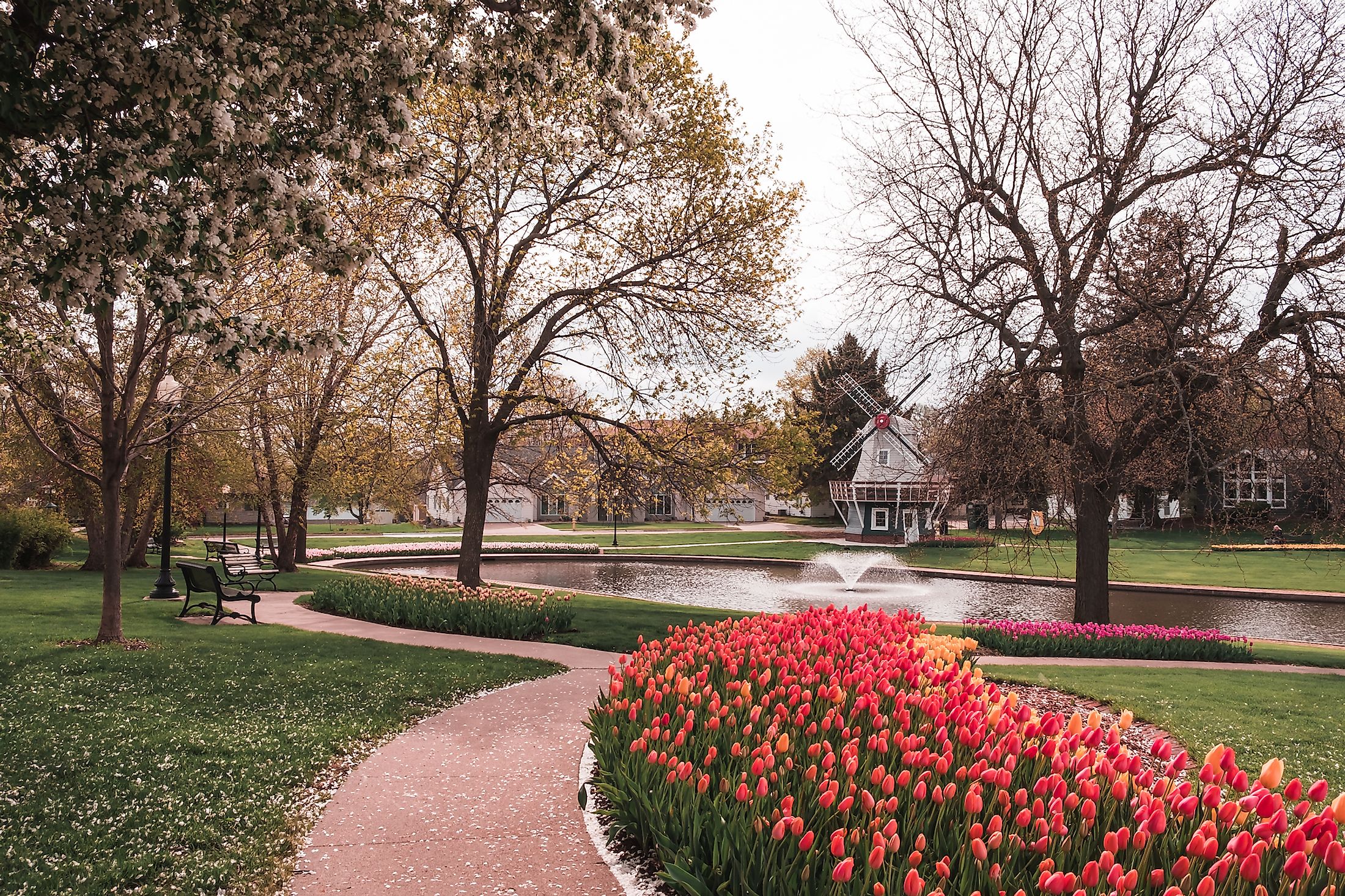 Pathway lined with beds of Tulips in Sunken Gardens Park, Pella, Iowa.