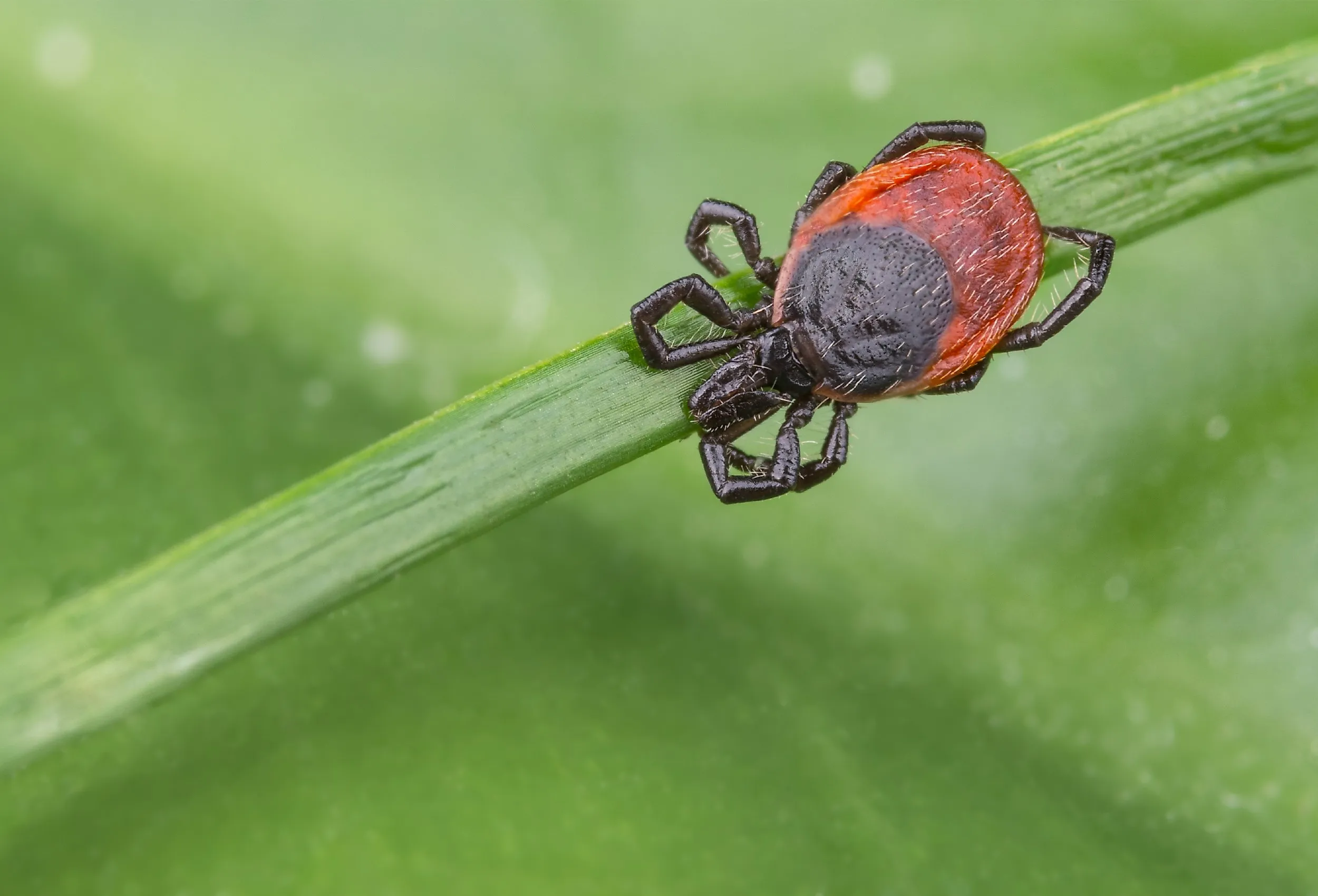 Deer tick sleeping on grass stalk.