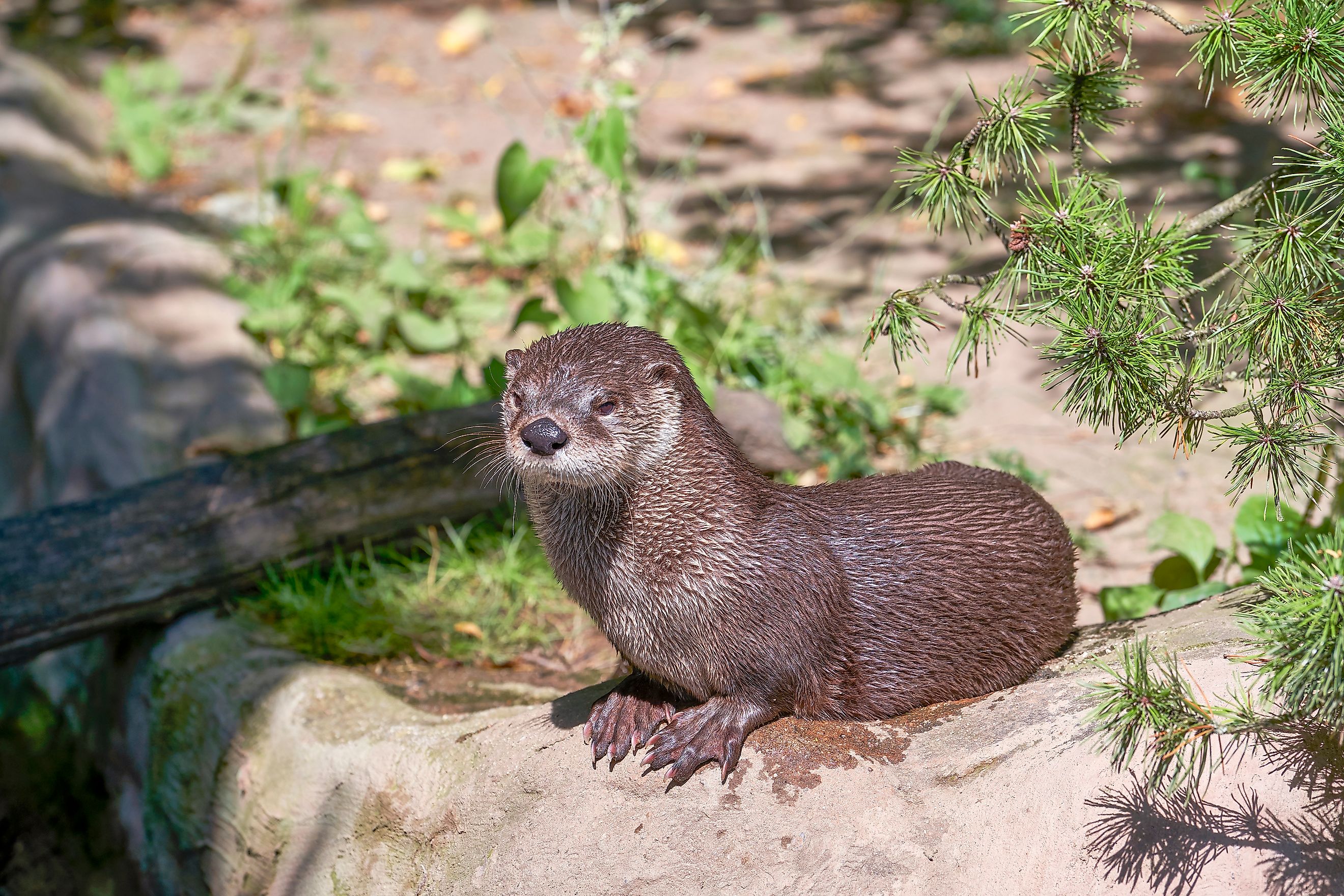 North American river otter on a sunny day. 
