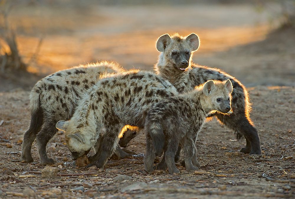 Group of Spotted Hyena youngsters