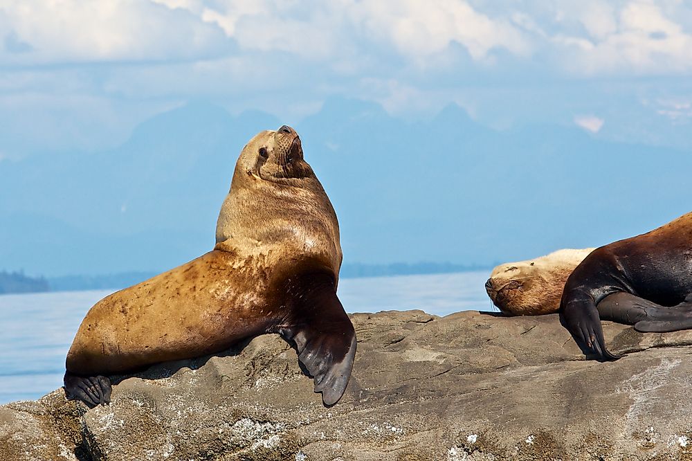 A stellar sea lion basks in the sun.