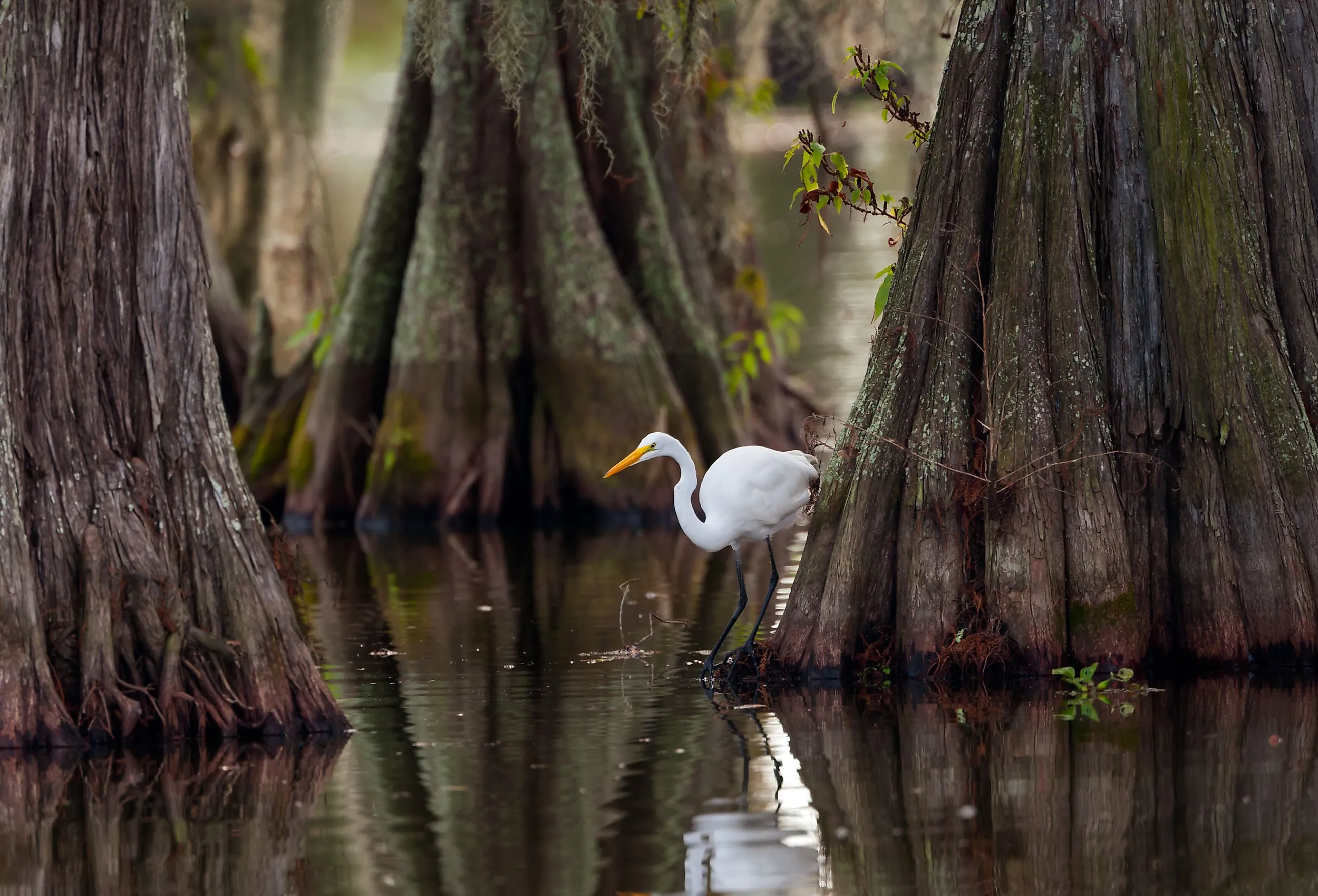 Great Egret framed by huge trunks of Cypress trees on Lake Martin, Breaux Bridge, Louisiana. Image credit Paul S. Wolf via Shutterstock. 