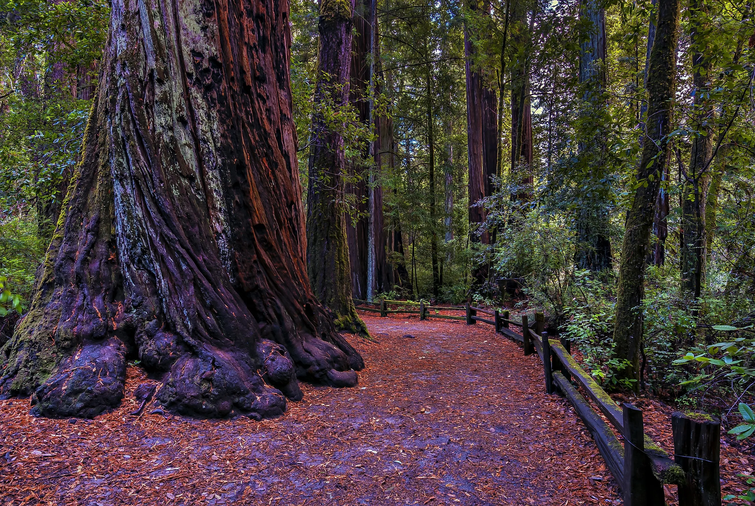 Redwood forest, Big Basin State Park