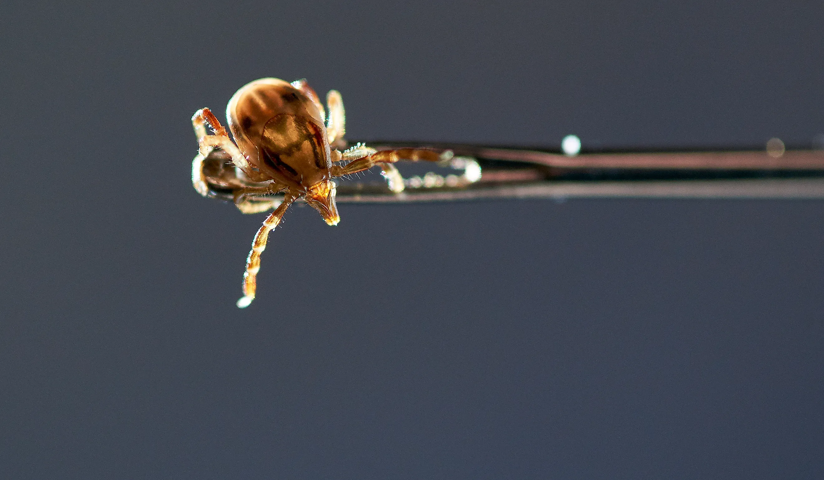 A female Australian Paralysis Tick(Ixodes holocyclus).