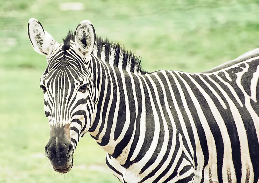 Hartmann's mountain zebra.
