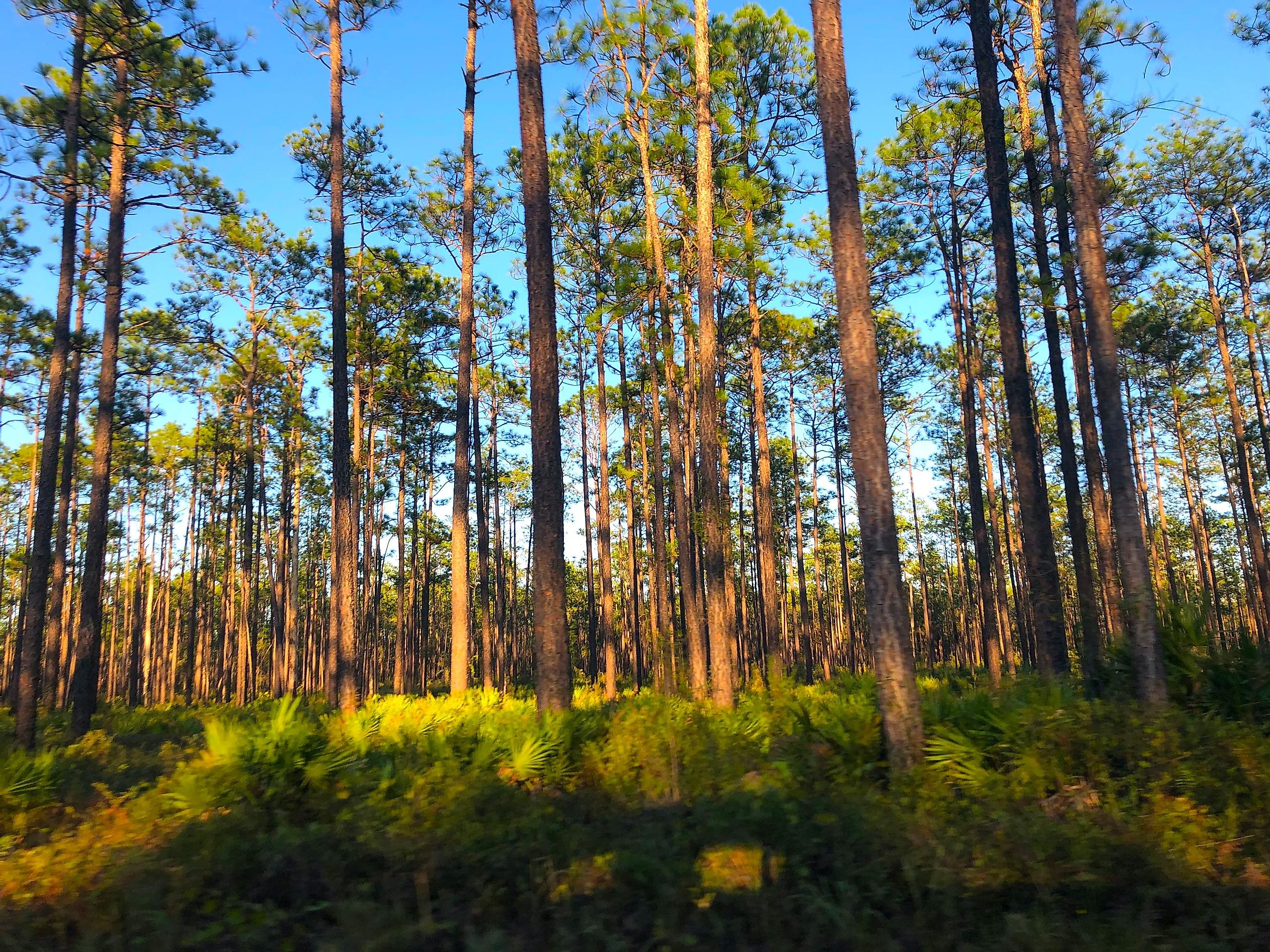 Big Bend, Florida