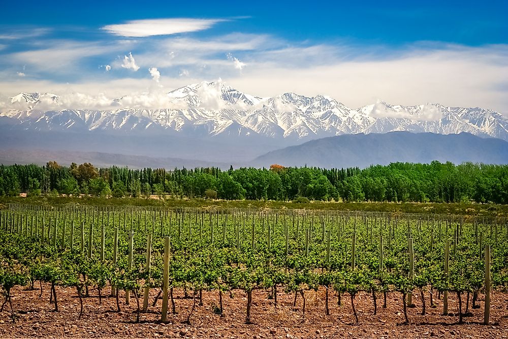 A vineyard in Argentina. Argentina drinks more alcohol than anywhere else in Latin America.