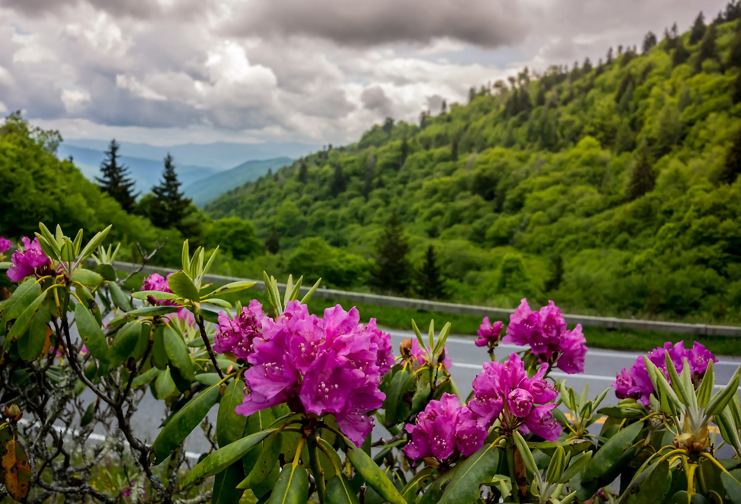 Purple catawba rhododendron near Clingmans Dome in the Smokies