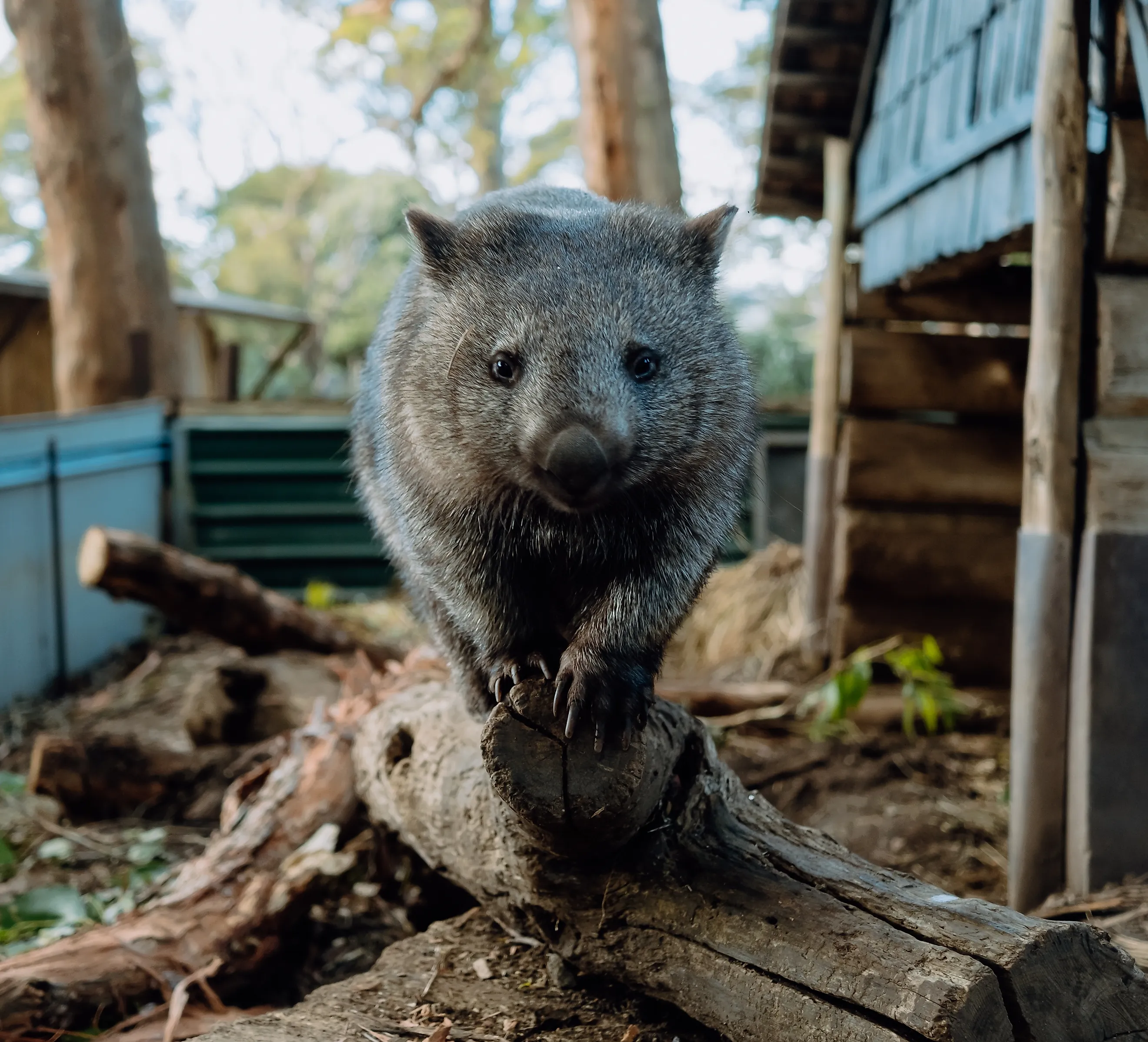 Australian wombat at sanctuary stands on log. Via Shutterstock / Sam Lesnie.