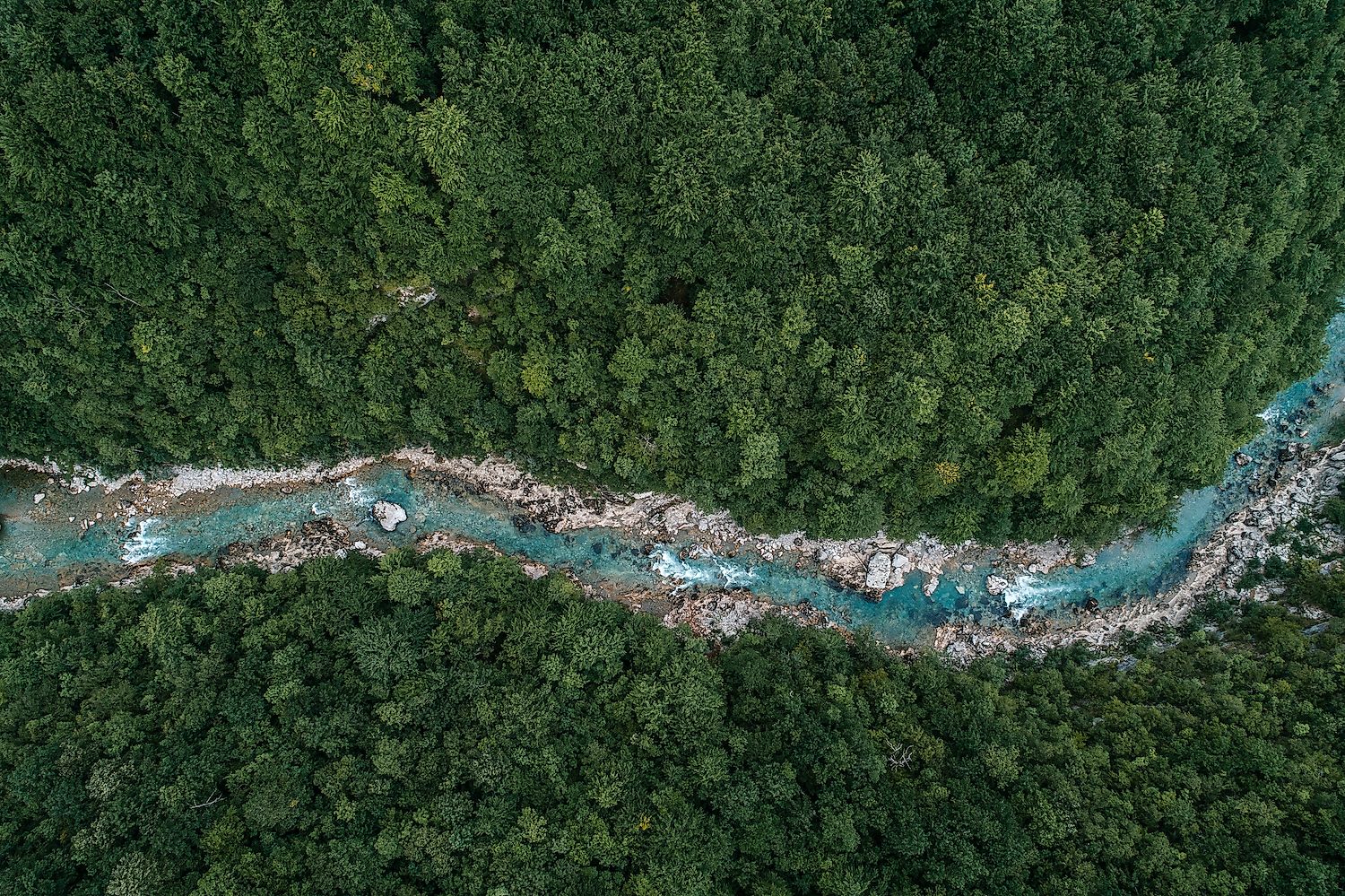 A rive flowing through a forest. Image credit: GoncharukMaks/Shutterstock.com