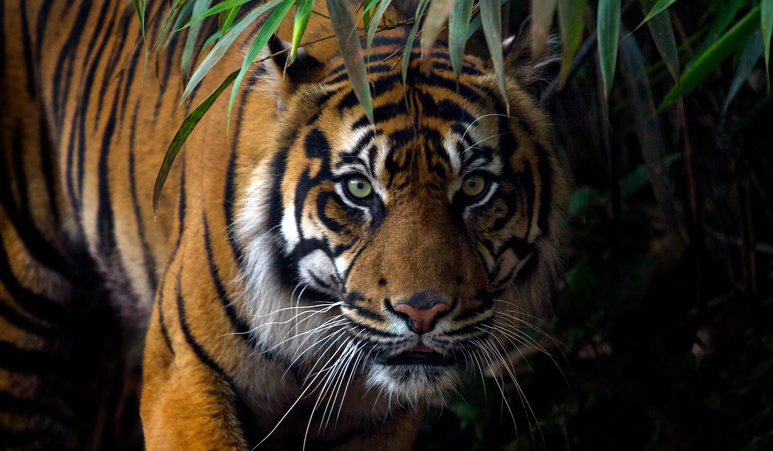  A Sumatran tiger on the hunt. Image credit: tom177/Shutterstock
