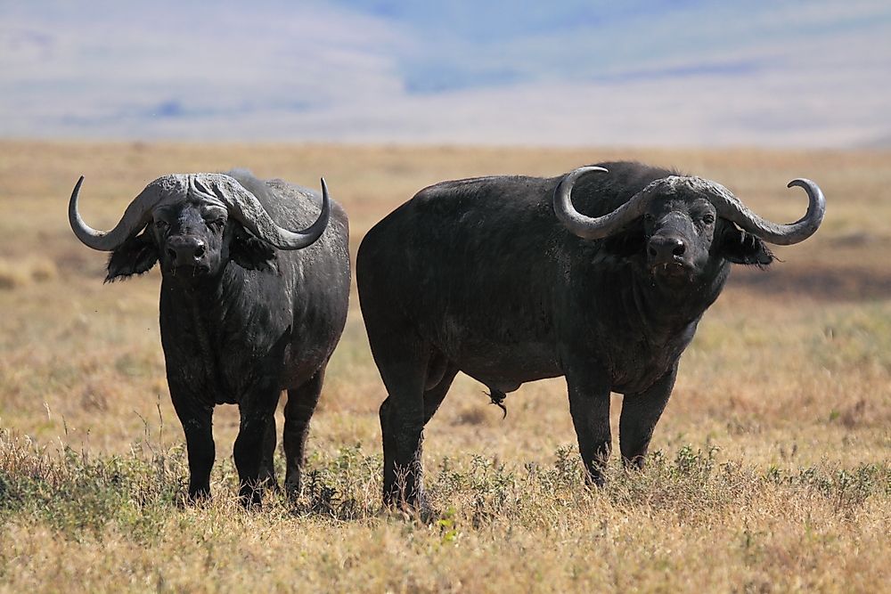 Water buffalos are examples of herbivores.