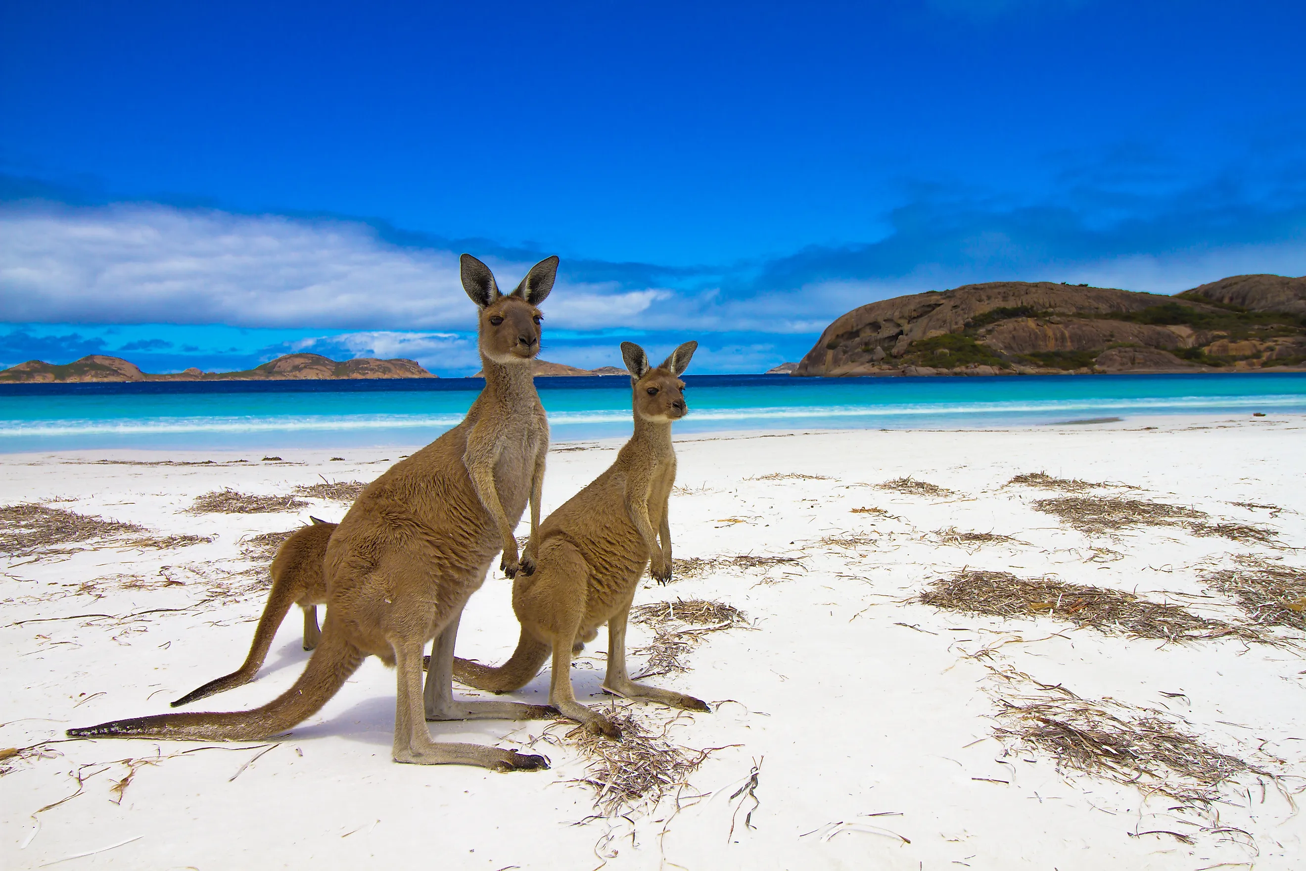 Kangaroos at Lucky Bay in Esperance, Western Australia.