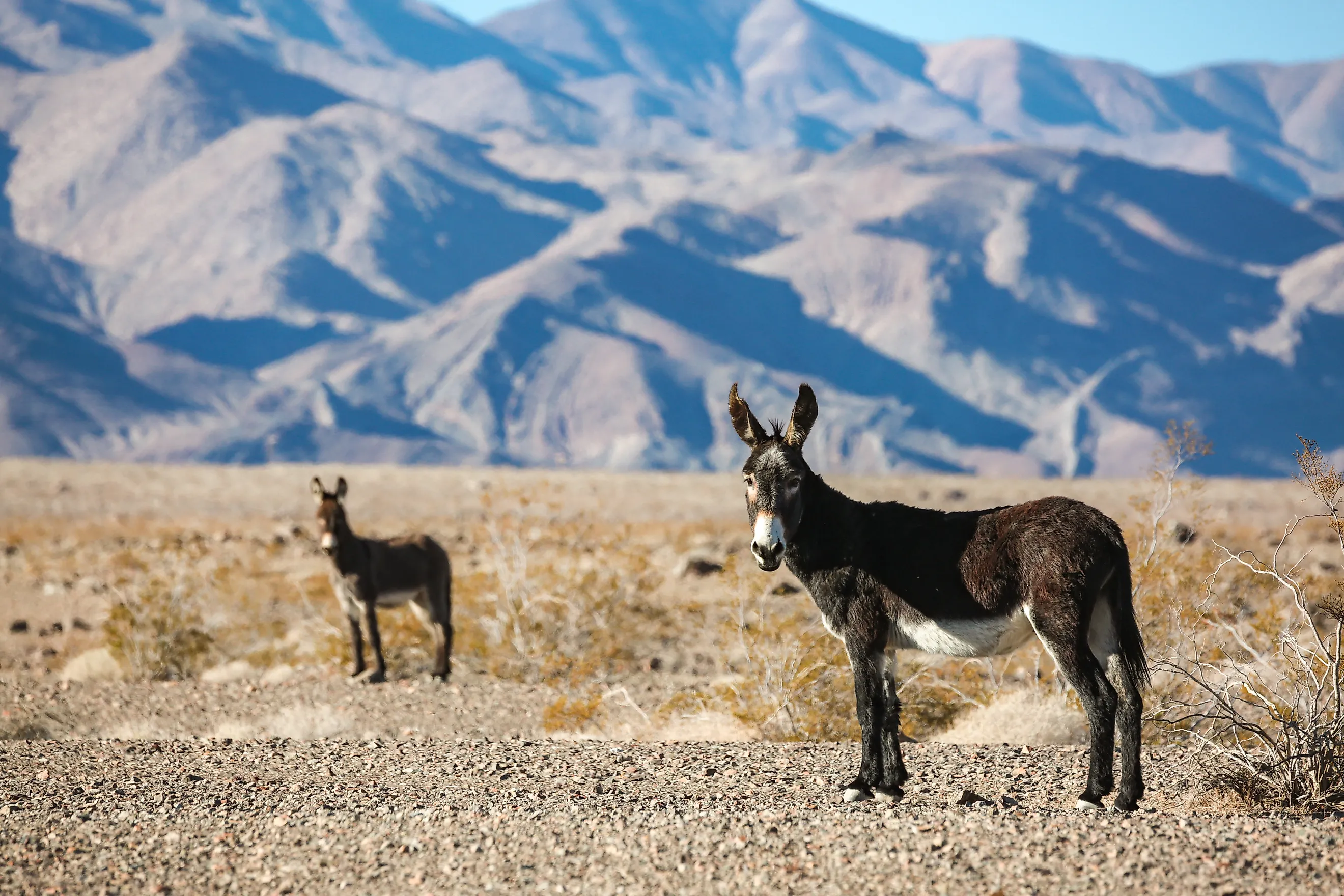 A wild burro in the hot desert of Death Valley, California.