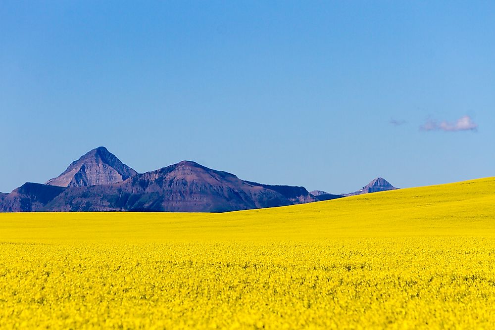 A rapeseed field in Canada.