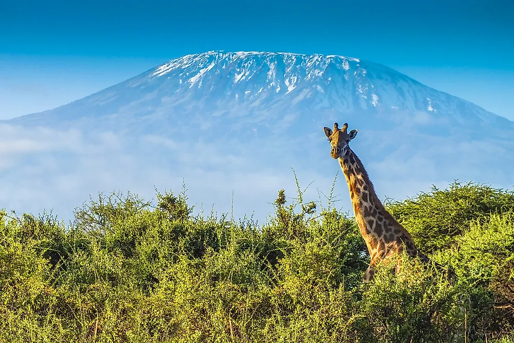 The neck of the giraffe can account for between about 6 to 8 feet of its total height.
