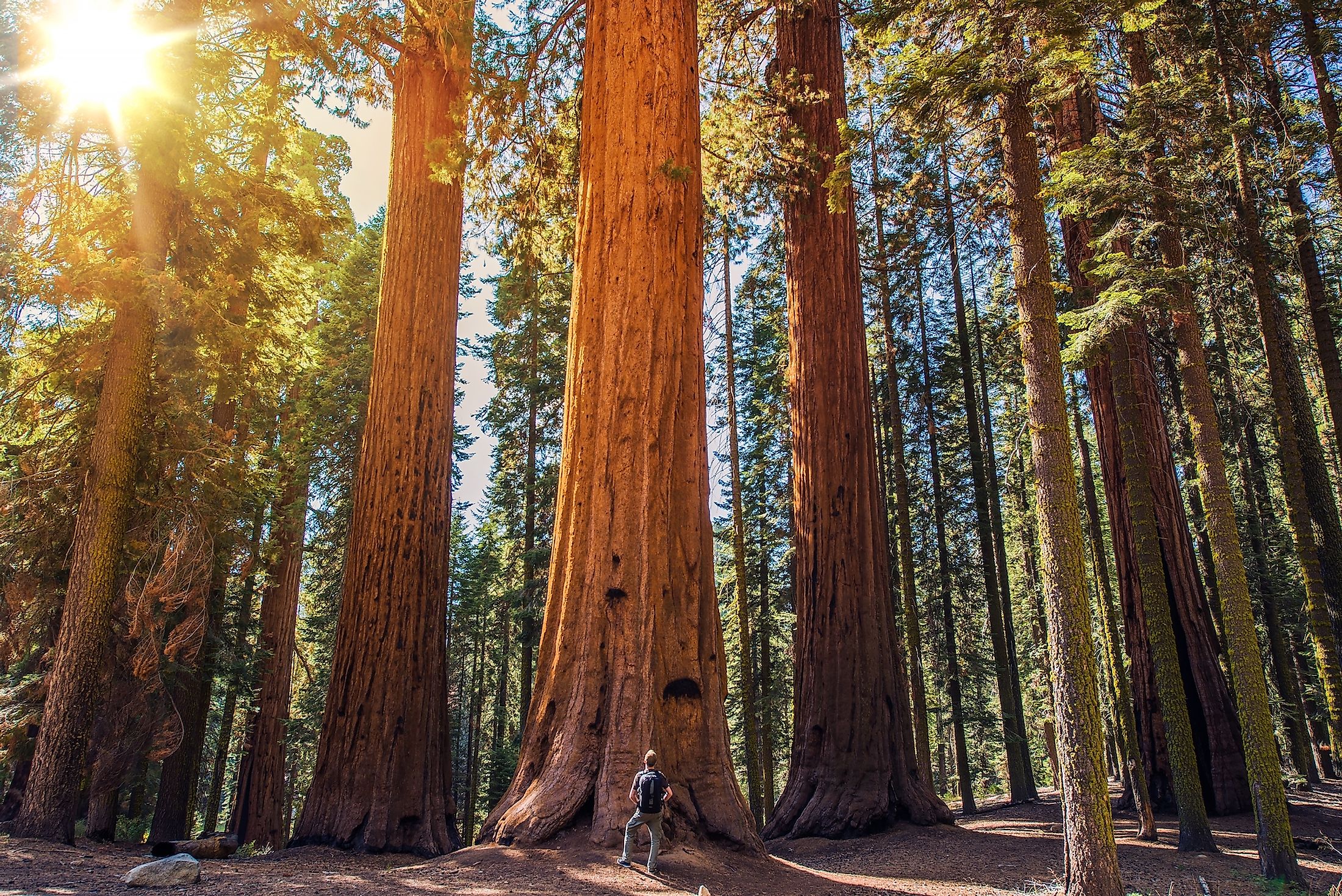 Redwood National And State Parks