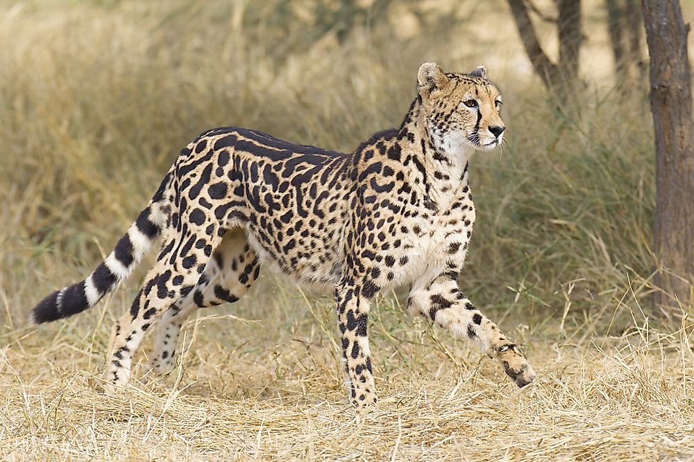 Female king cheetah with its distinctive fur pattern.