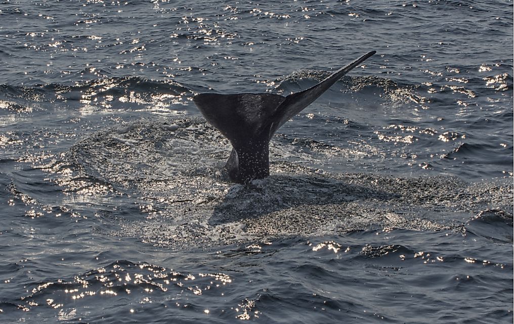 A fin whale off the coast of England. Fin whales are among the endangered mammals of the United Kingdom.