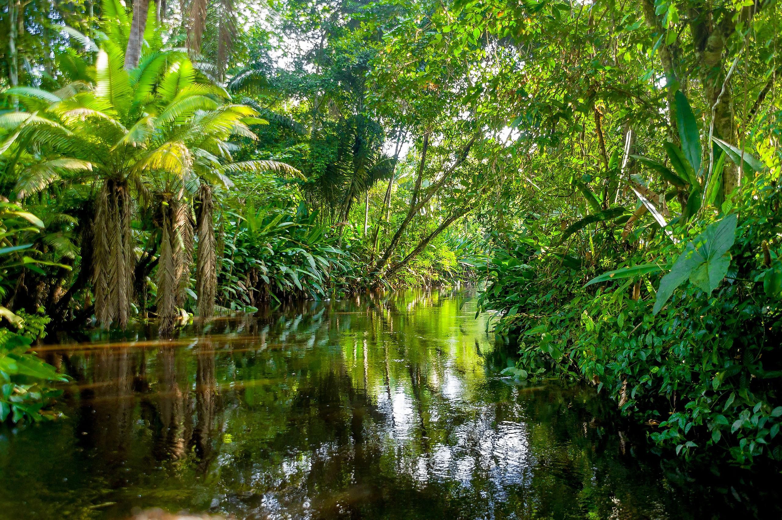 The Amazon rainforest is the world's largest tropical rainforest.