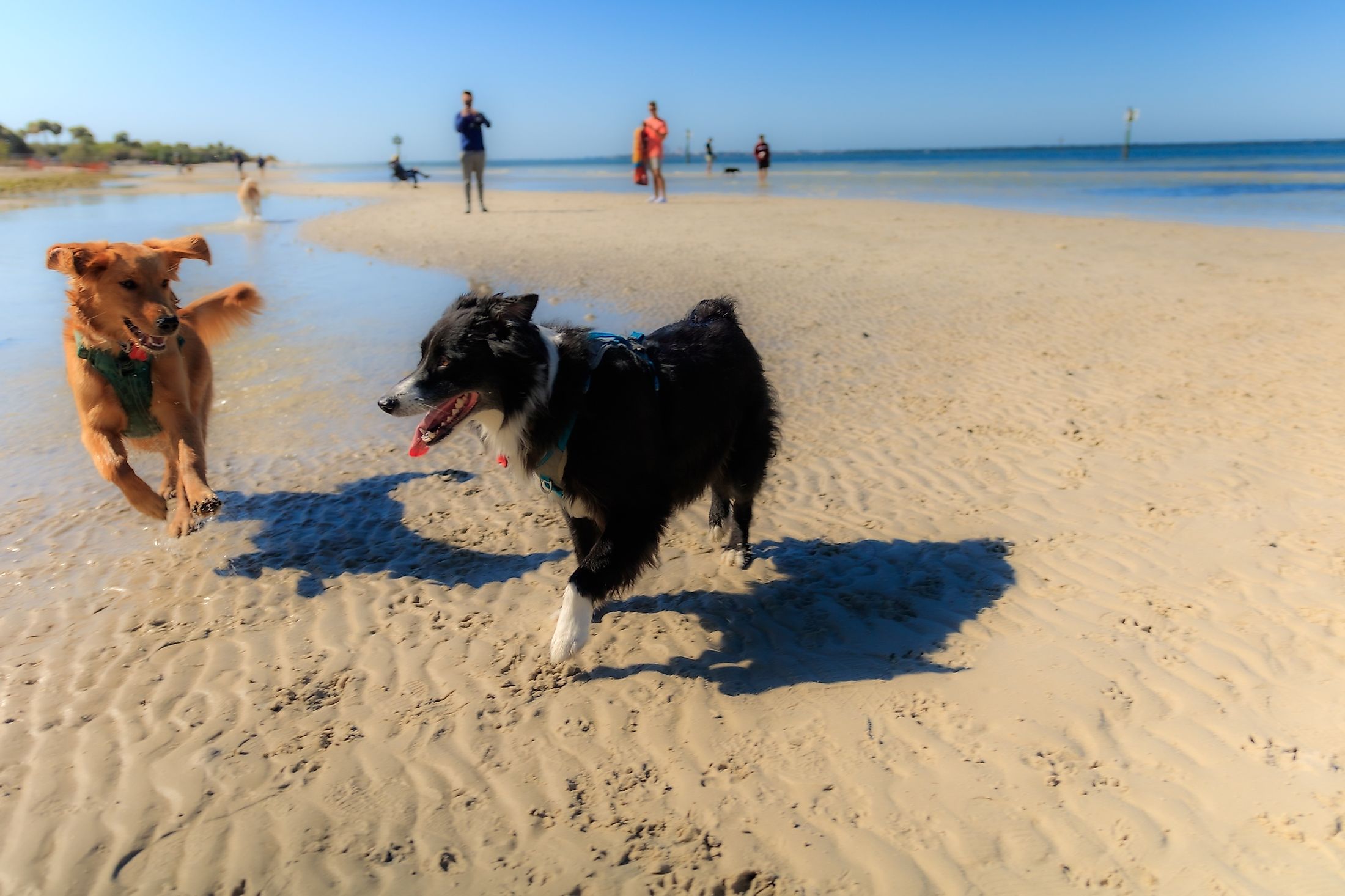 Dogs at a beach in Florida. Editorial credit: Wirestock Creators / Shutterstock.com