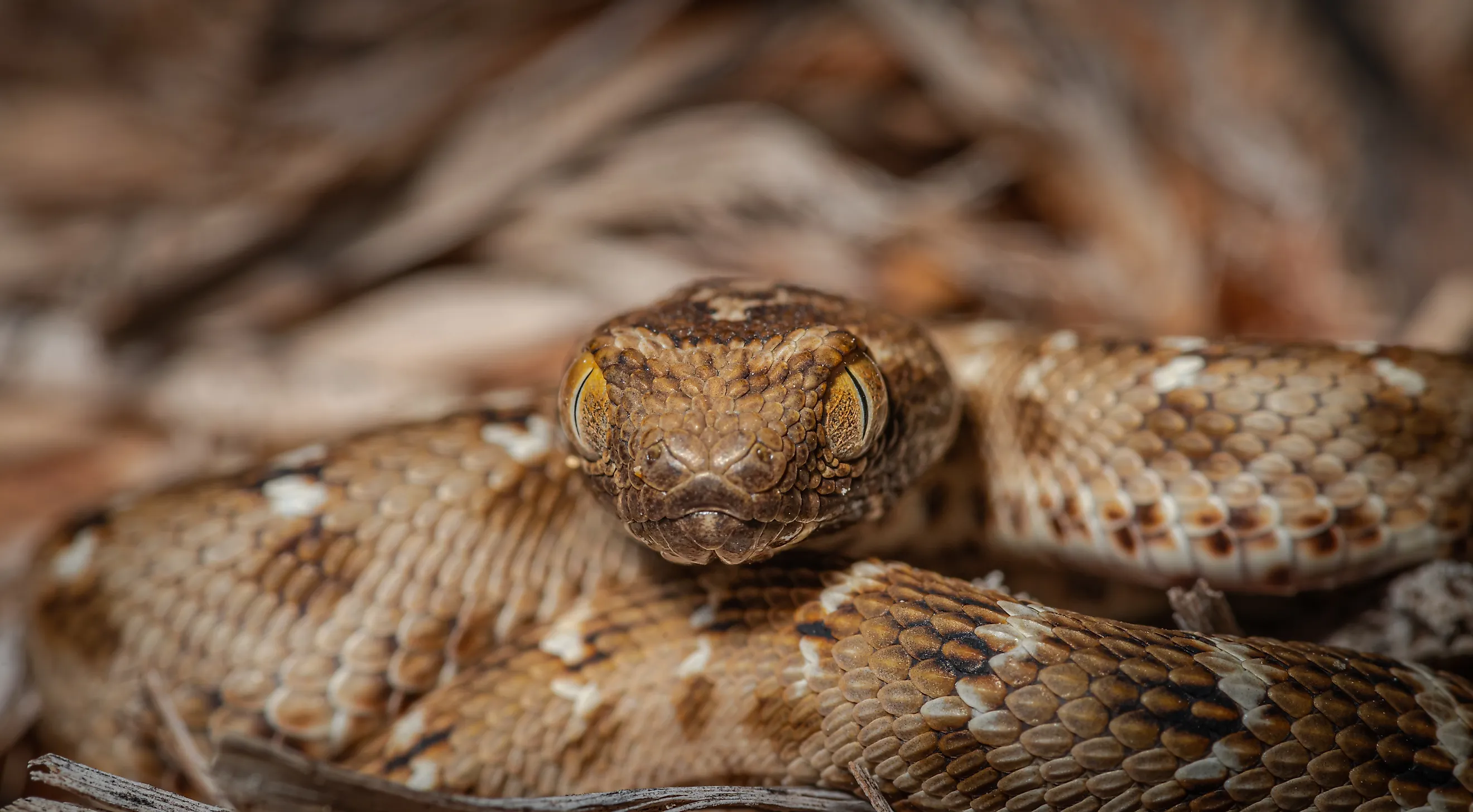Saw scaled viper one of the most venomous snake in UAE