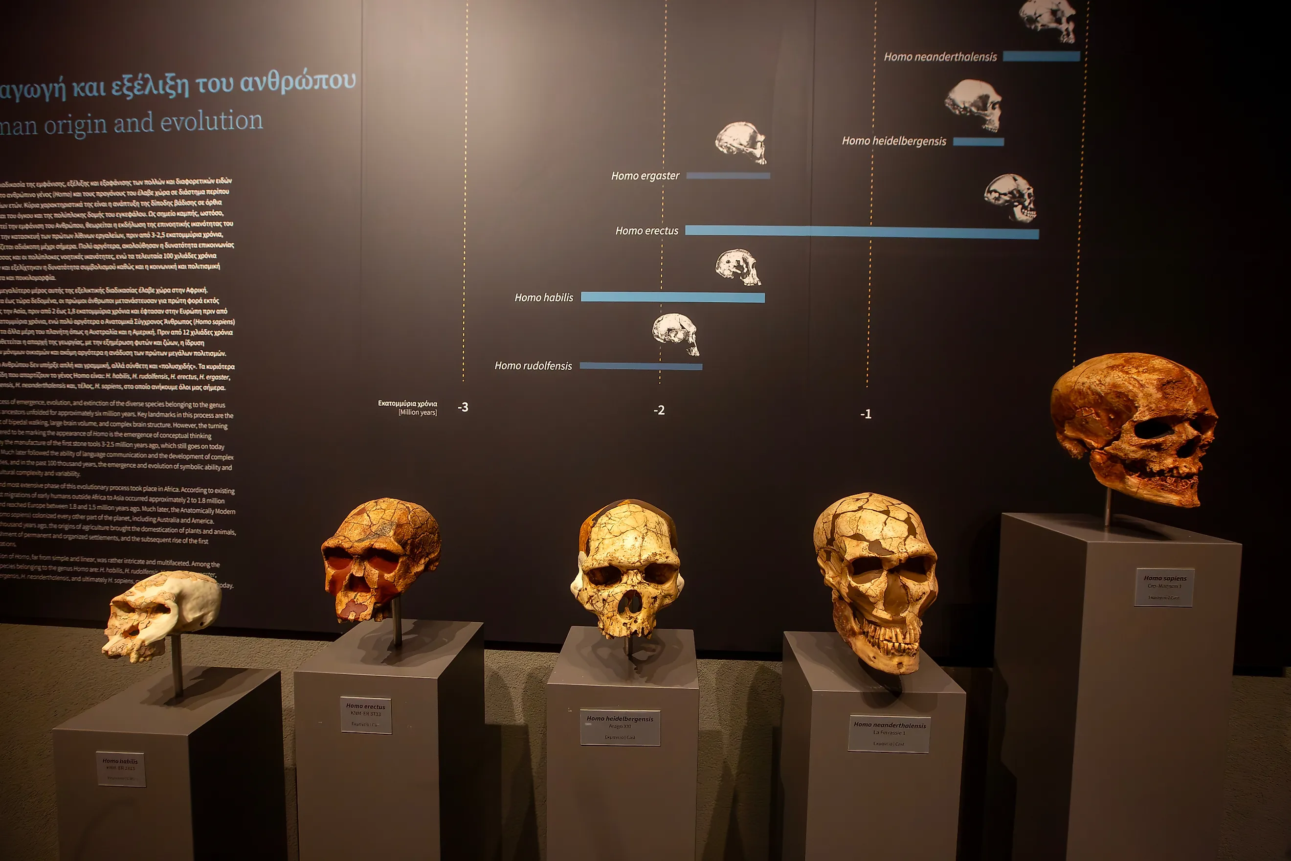 The evolutionary process led to modern humans. Editorial credit: Esin Deniz / Shutterstock.com